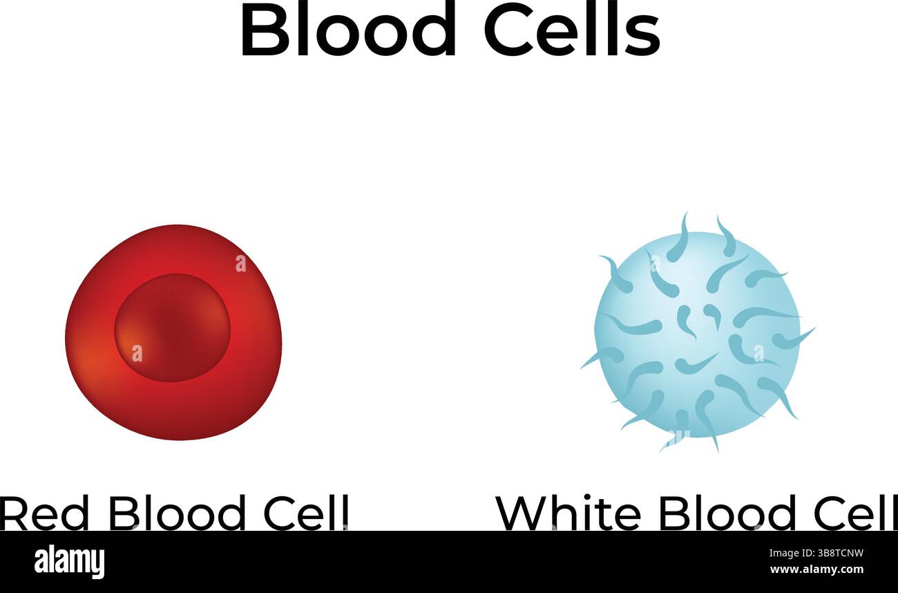 Globules sanguins illustration vectorielle rouge et blanche Illustration de Vecteur
