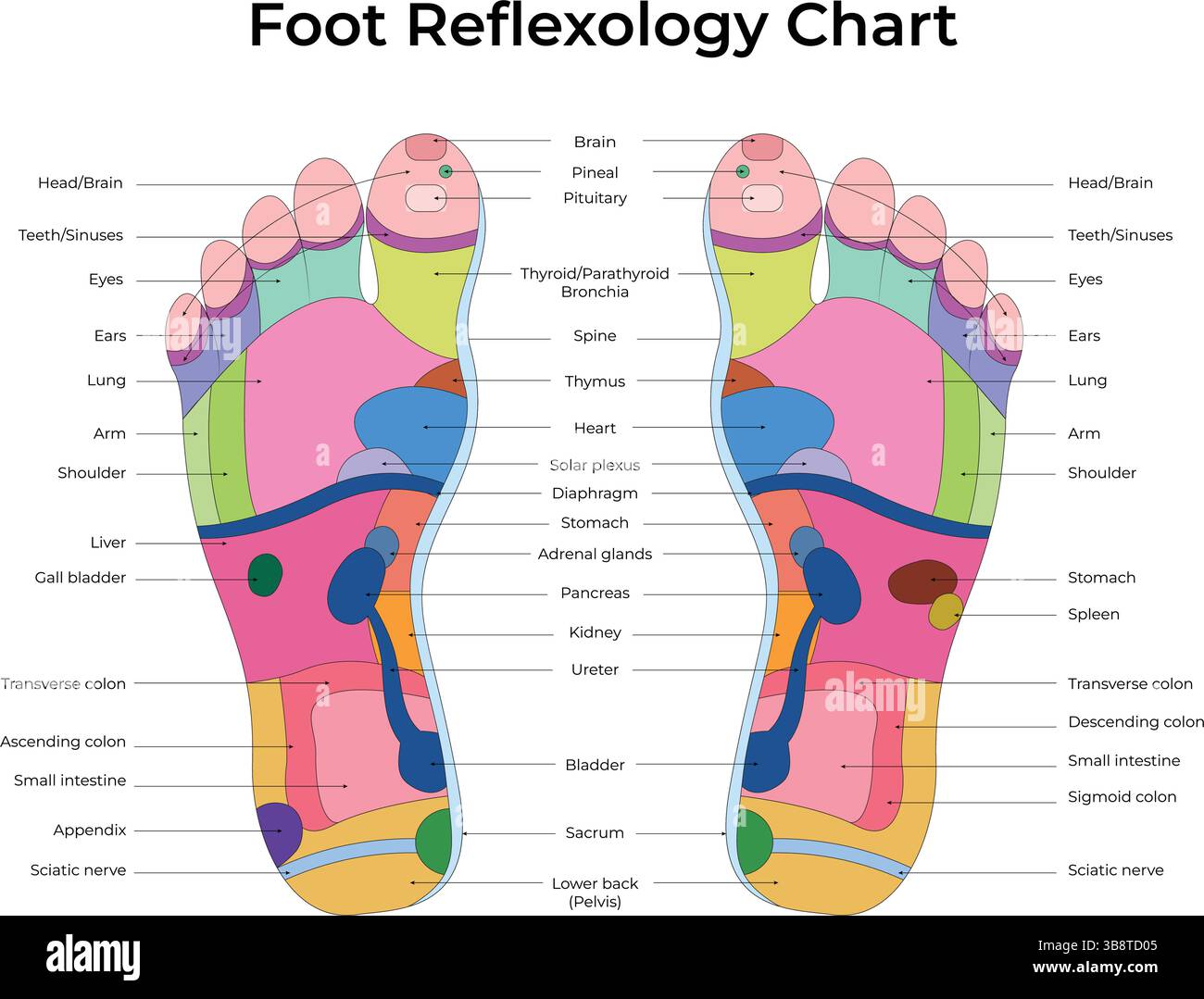Illustration vectorielle de conception de diagramme de réflexologie du pied Illustration de Vecteur
