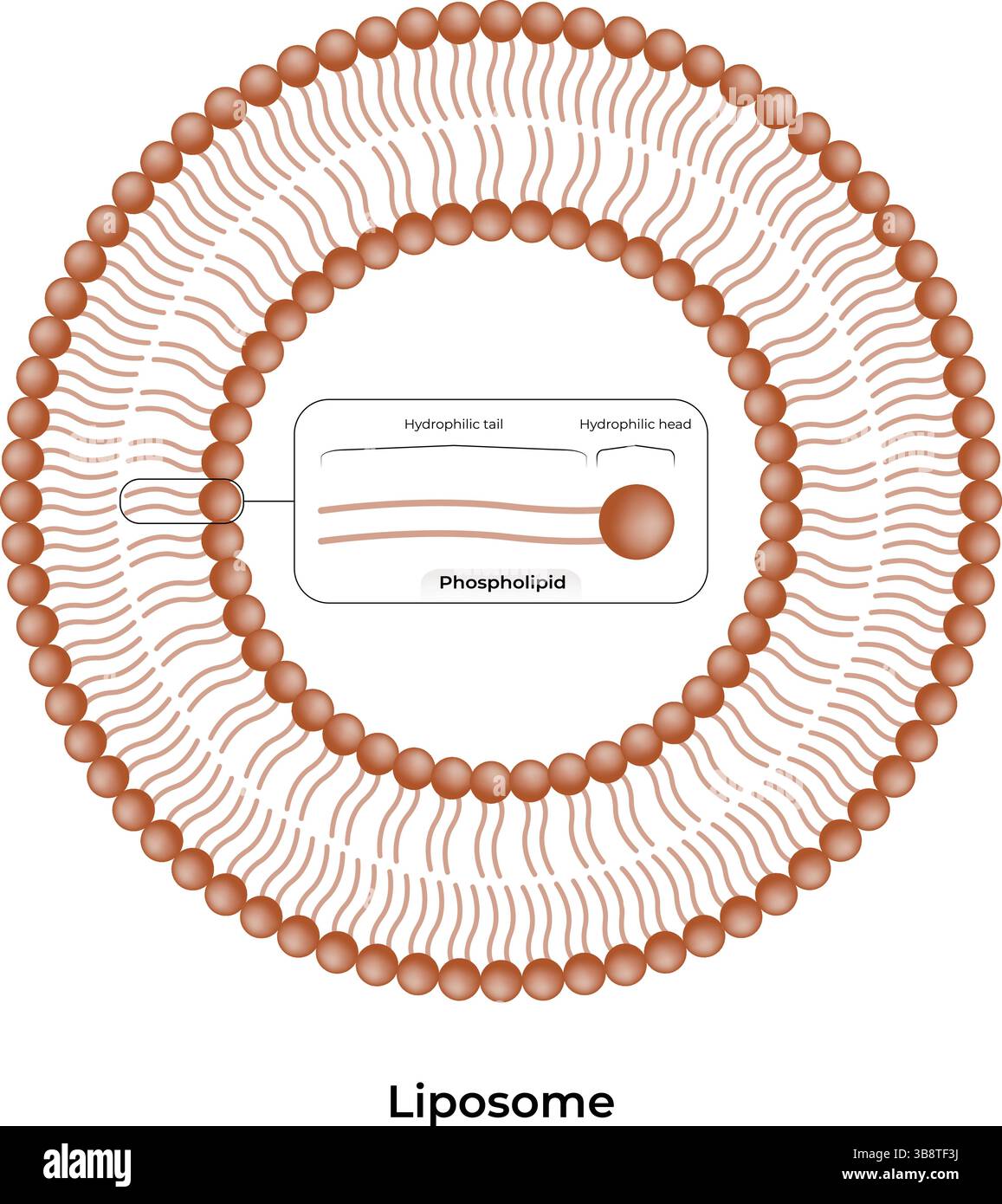 Illustration vectorielle de conception de structure liposomique Illustration de Vecteur