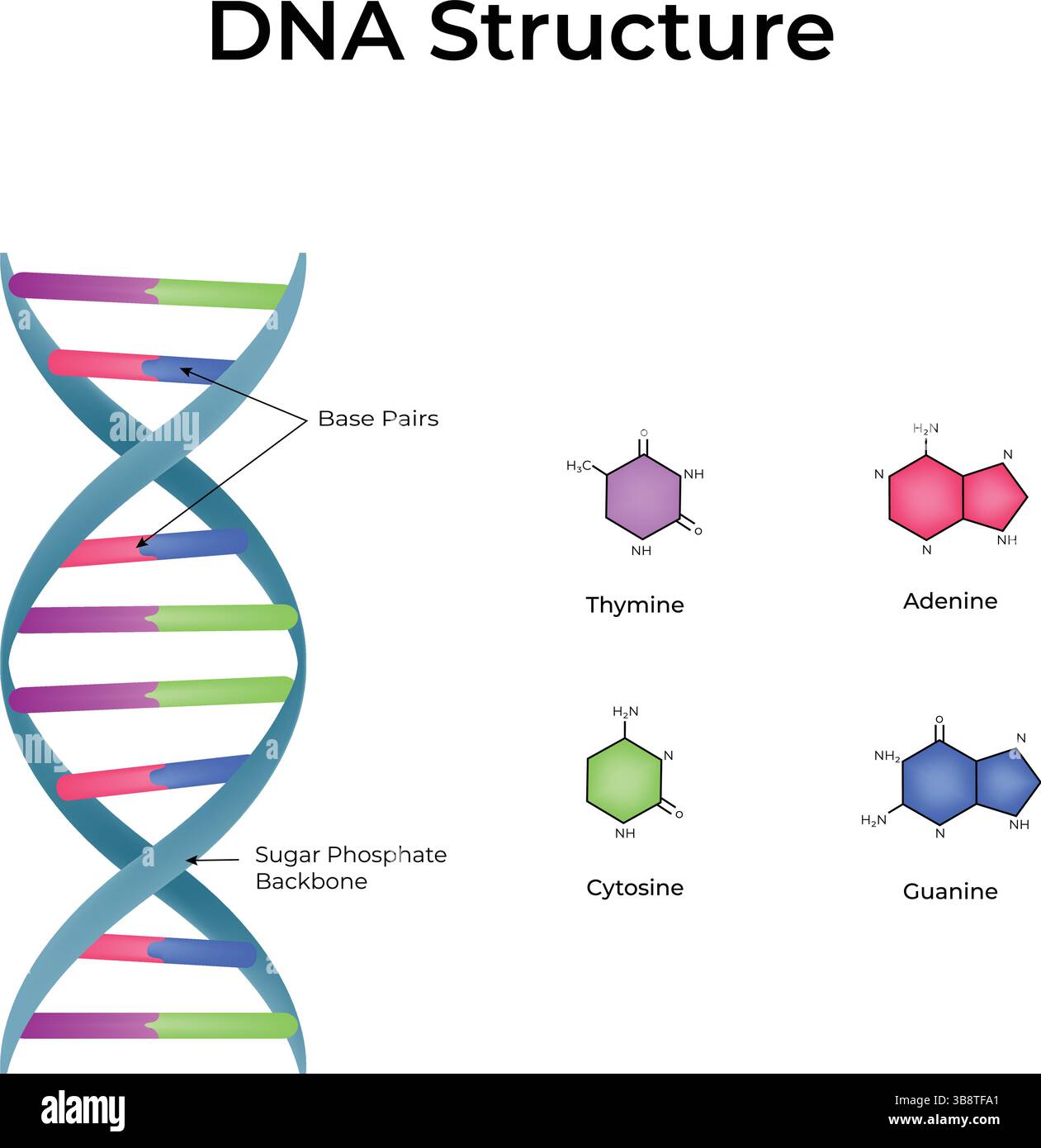 Structure de l'ADN double hélice et paires de base illustration vectorielle de conception Illustration de Vecteur