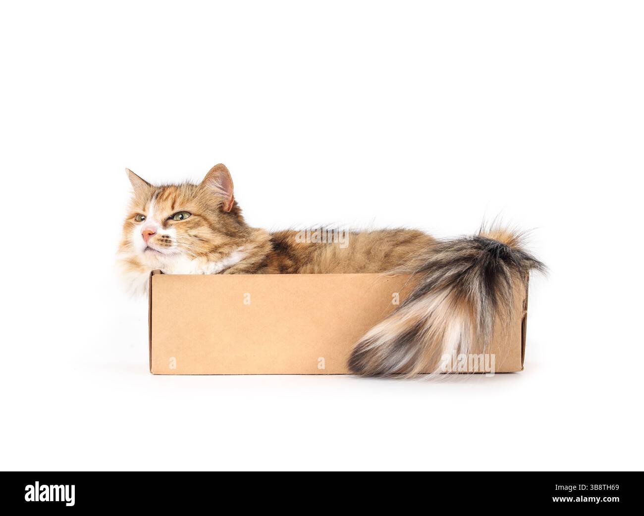 Chat isolé dans une boîte en carton. Corps entier de chat mignon chatte couché dans une petite boîte en carton, pressé et bourré à l'intérieur. 4 ans, chat à cheveux longs, cali Banque D'Images