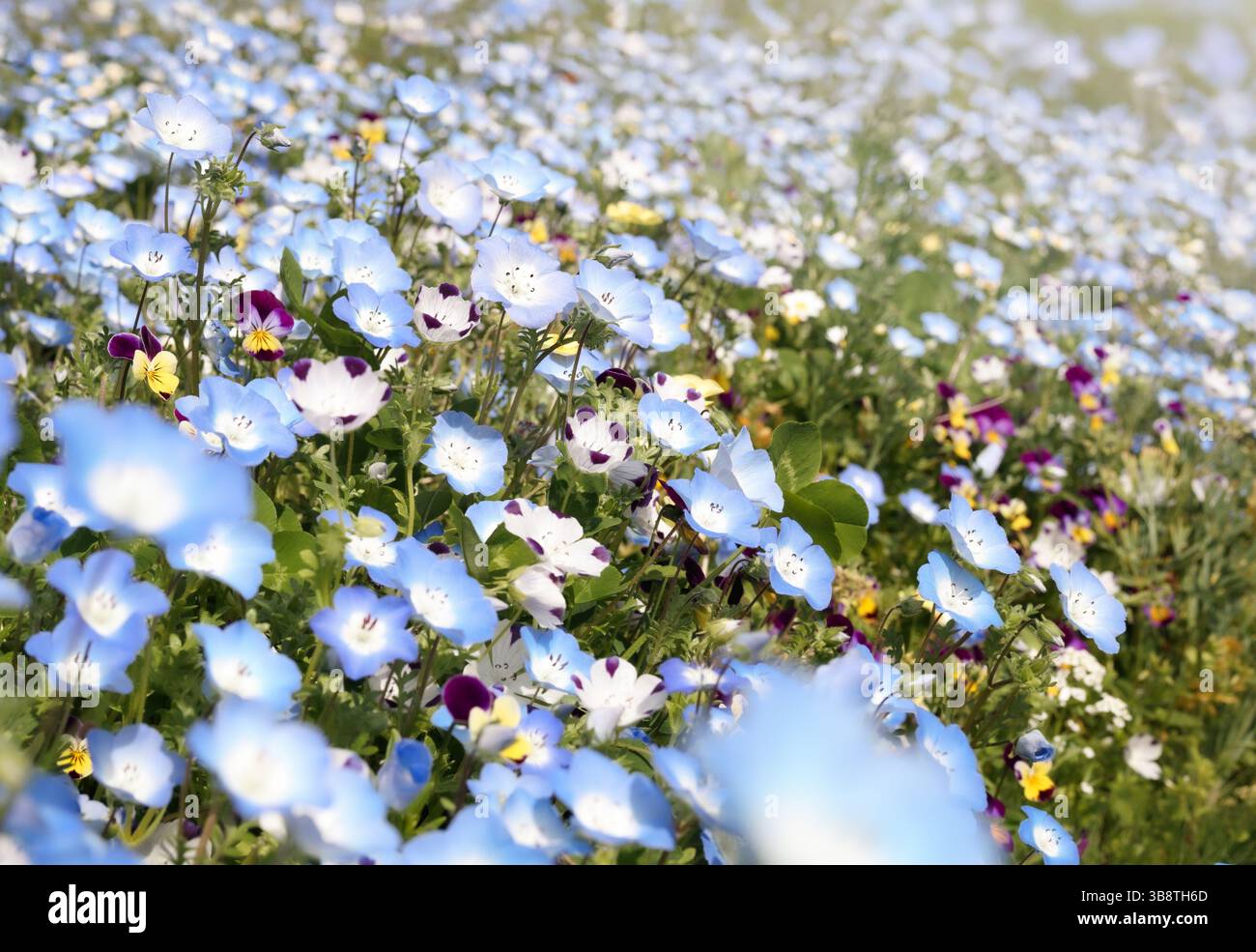 Nemophila bébé yeux bleus champ de fleurs. Belles petites fleurs bleues prairie floraison. Texture de fond de jardin de printemps luxuriant. Symbole de paix et harmon Banque D'Images