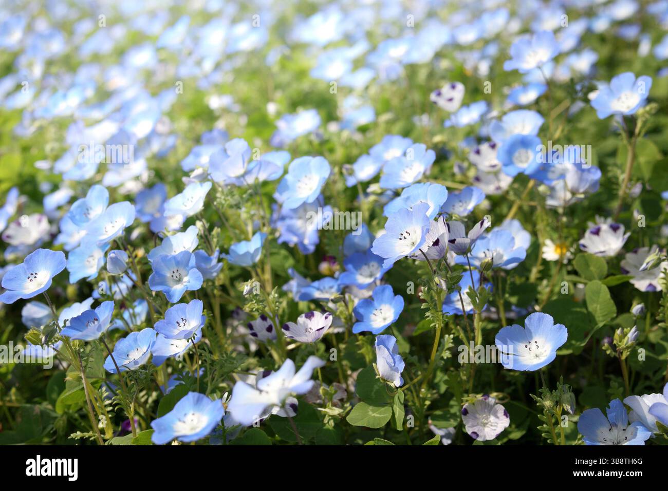 Nemophila bébé yeux bleus champ de fleurs. Belles petites fleurs bleues prairie floraison. Texture de fond de jardin de printemps luxuriant. Symbole de paix et harmon Banque D'Images