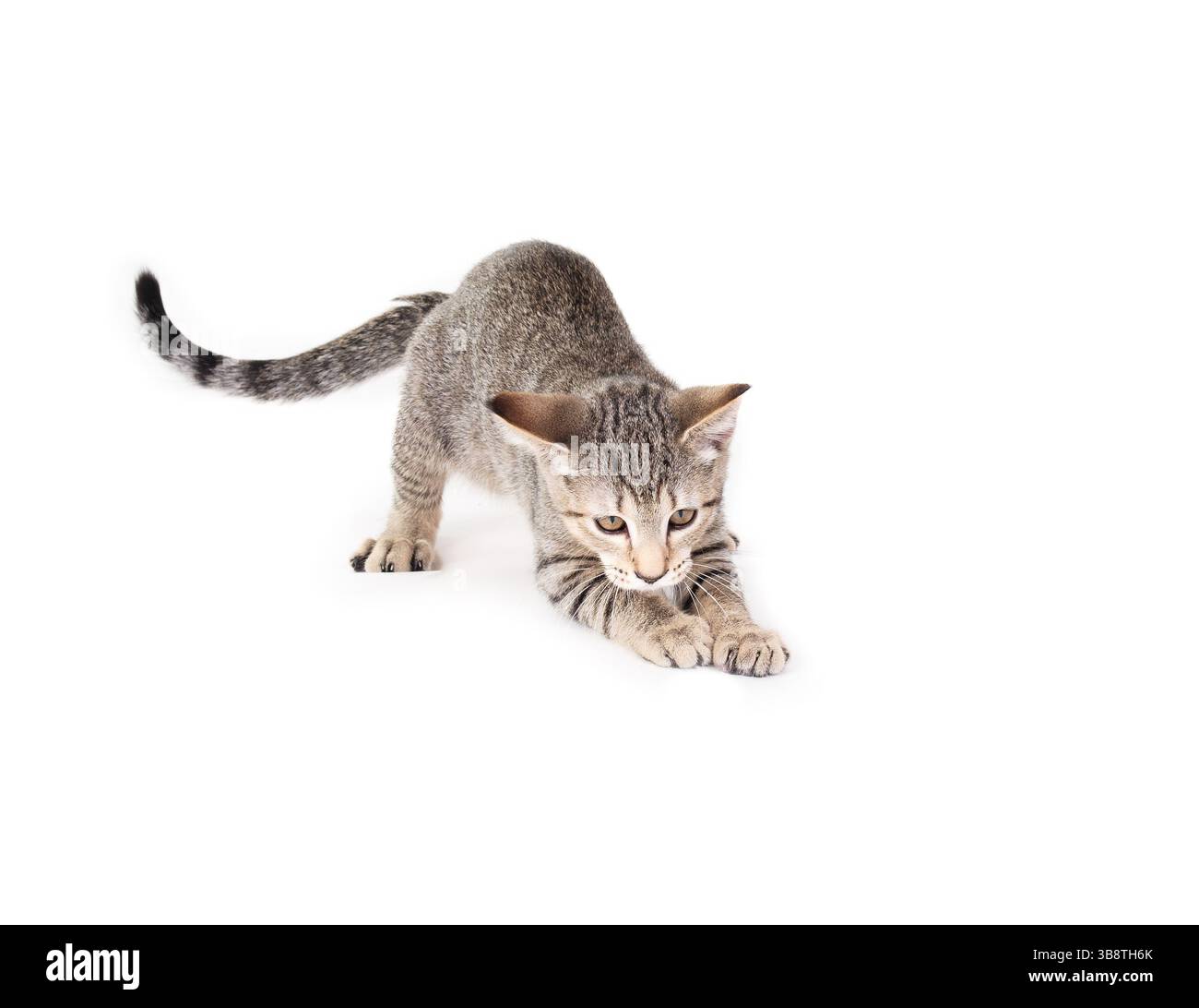Chaton isolé chassant ou prêt à bondir. Corps complet de chat Kitty court avant d'attaquer quelque chose. Langage corporel ludique. 3 mois, femme courte Banque D'Images