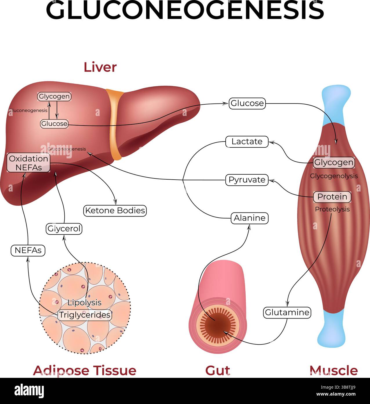 Illustration vectorielle de conception de voie de gluconéogenèse Illustration de Vecteur