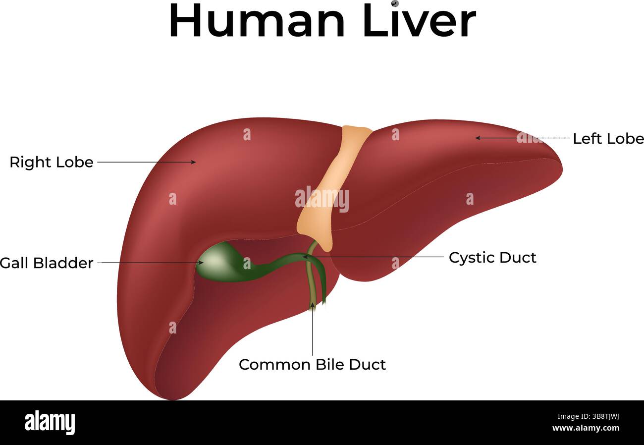 Illustration vectorielle de conception d'anatomie hépatique humaine Illustration de Vecteur