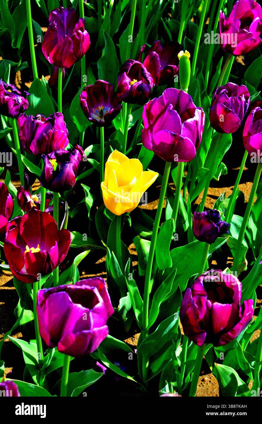 Tulipe jaune unique contre un champ de tulipes violettes Banque D'Images