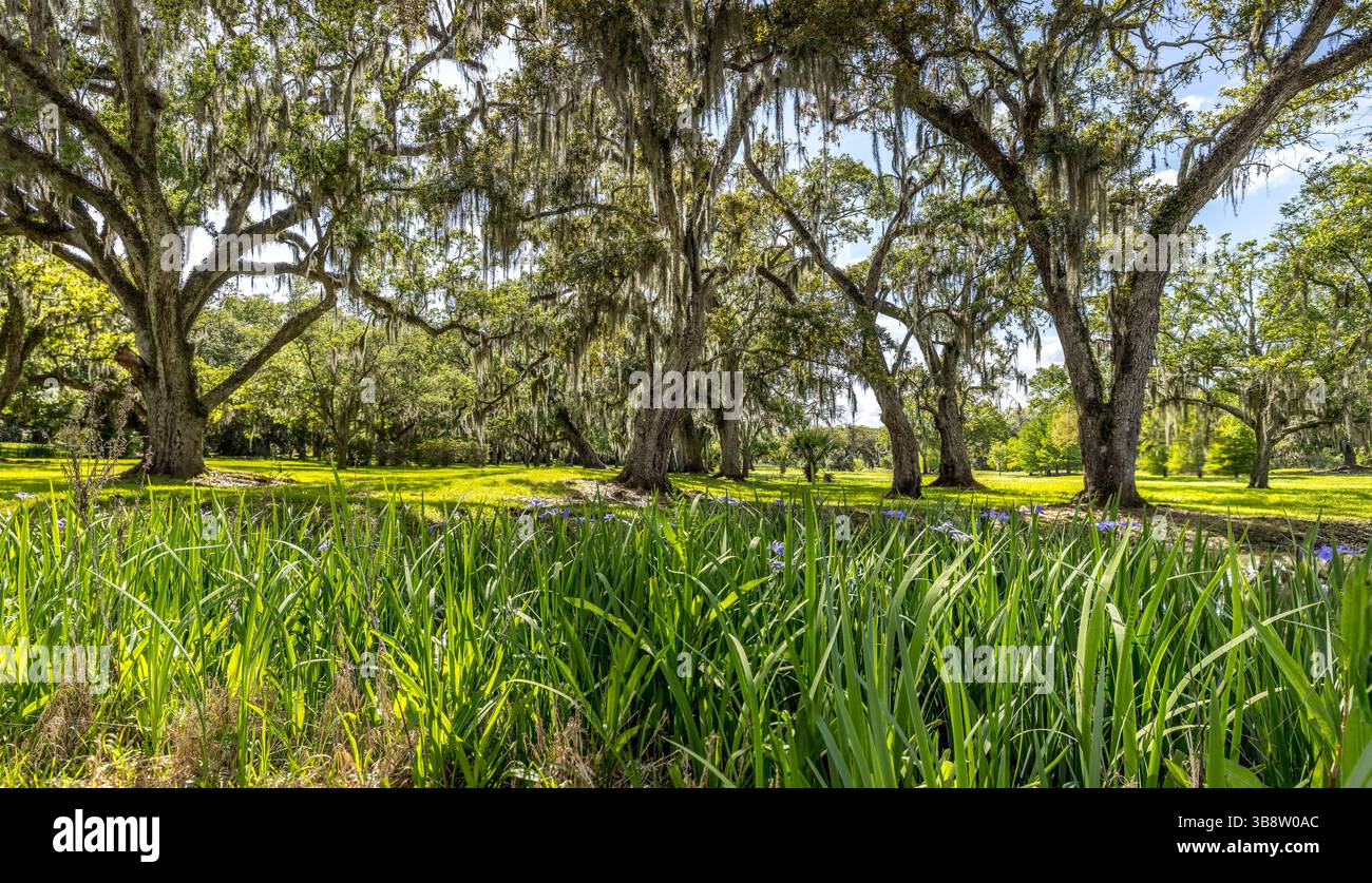 Paysage printanier verdoyant en Louisiane avec des chênes et de la mousse espagnole Banque D'Images