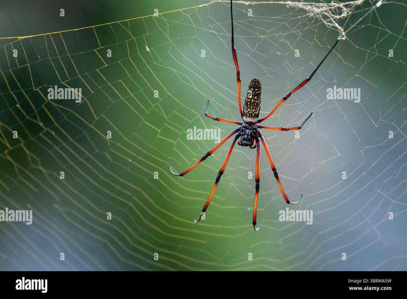 Une araignée tisseuse orbe dorée attend immobile au centre de sa toile, rétro-éclairée par la lueur chaude du lever du soleil à Mayotte. Cette photo macro intime révèle Banque D'Images