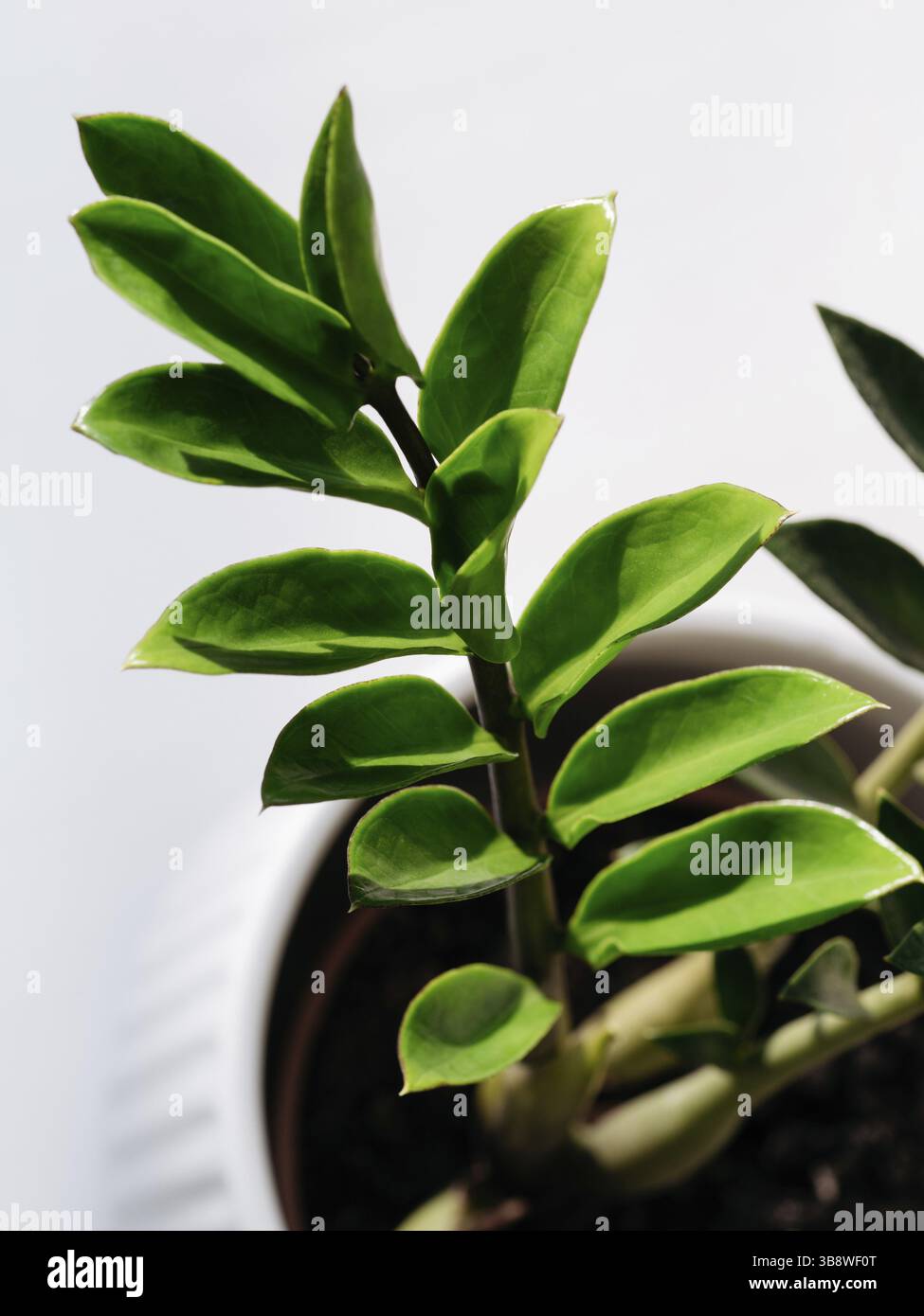 Zamioculcas ou Zanzibar gem, usine ZZ, usine Zuzu cultivée à la pépinière. Vert zz plante feuilles, branche de plante photographie rapprochée Banque D'Images