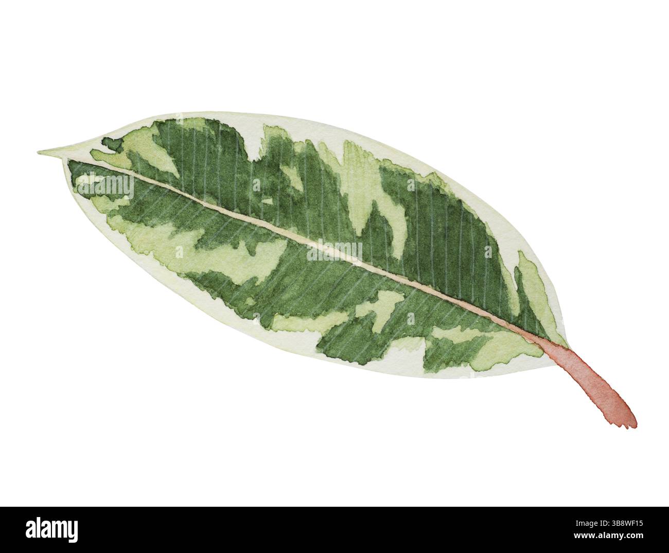 Ficus Elastica Tineke feuille d'aquarelle botanique gros plan illustration. Peinture botanique jungle design. Plante en caoutchouc isolée sur fond blanc. N/a Banque D'Images