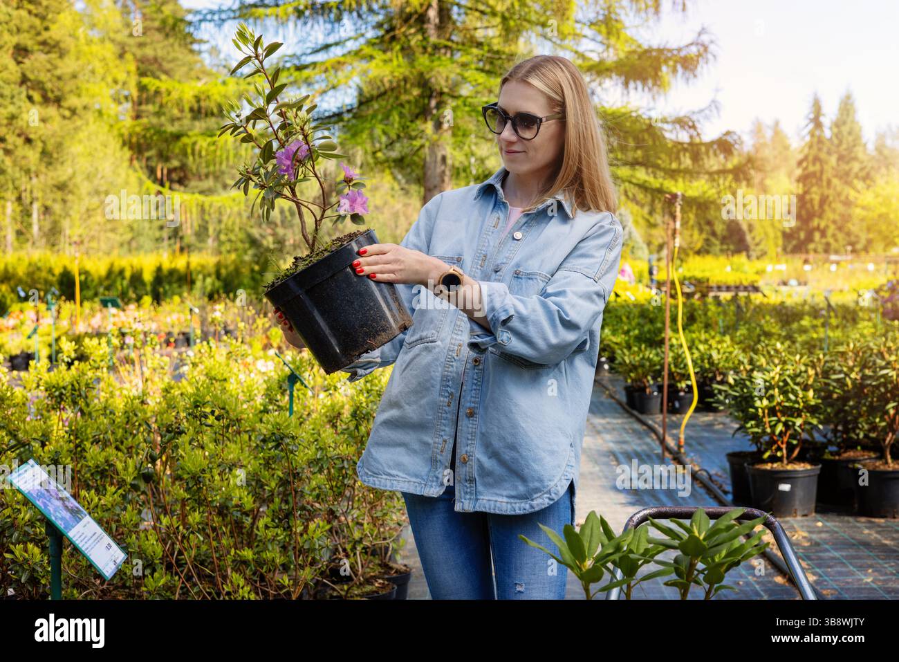 femme choisissant un arbuste rhododendron en pot au magasin de pépinière de plantes en plein air. acheter des plantes décoratives au centre de jardin Banque D'Images