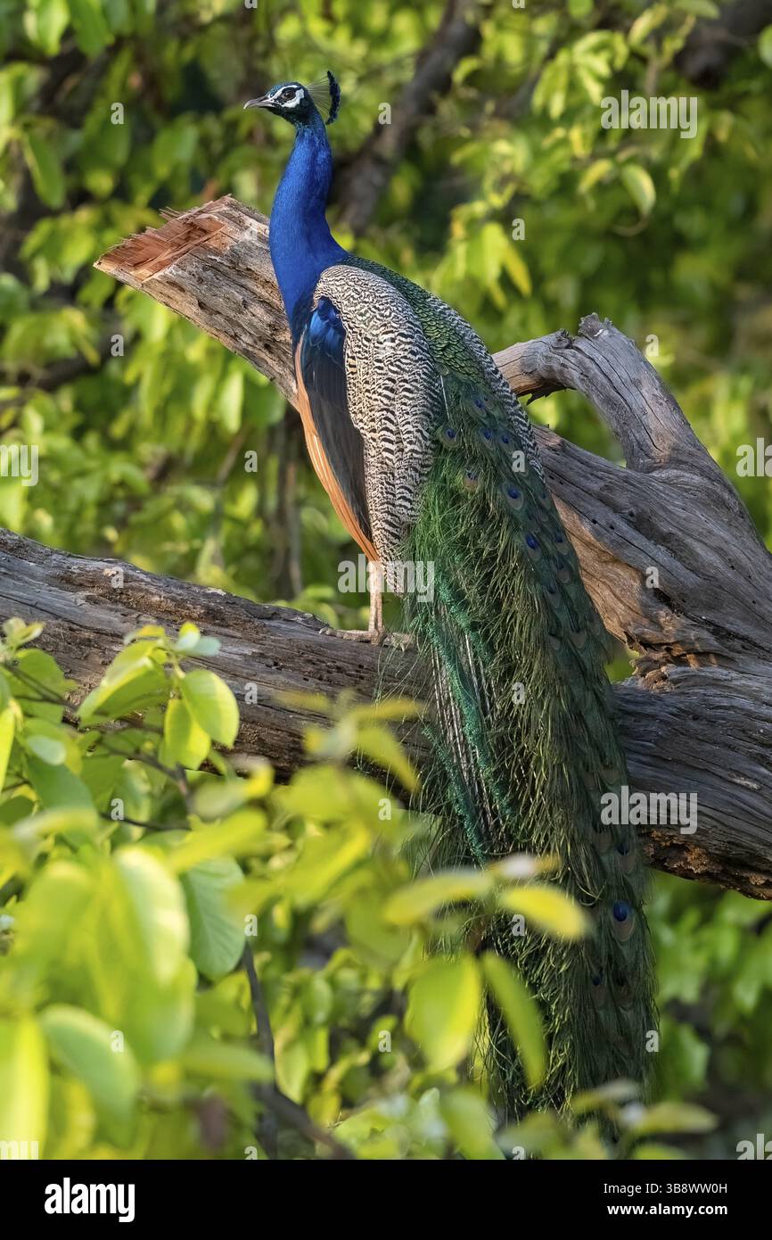 Tourbillon indien (Pavo Scalloped Ribonbonfish), espèce d'oiseau de la famille des faisans (Phasianidae), sur un arbre, parc national de Bandhavgarh, réserve de tigres Banque D'Images
