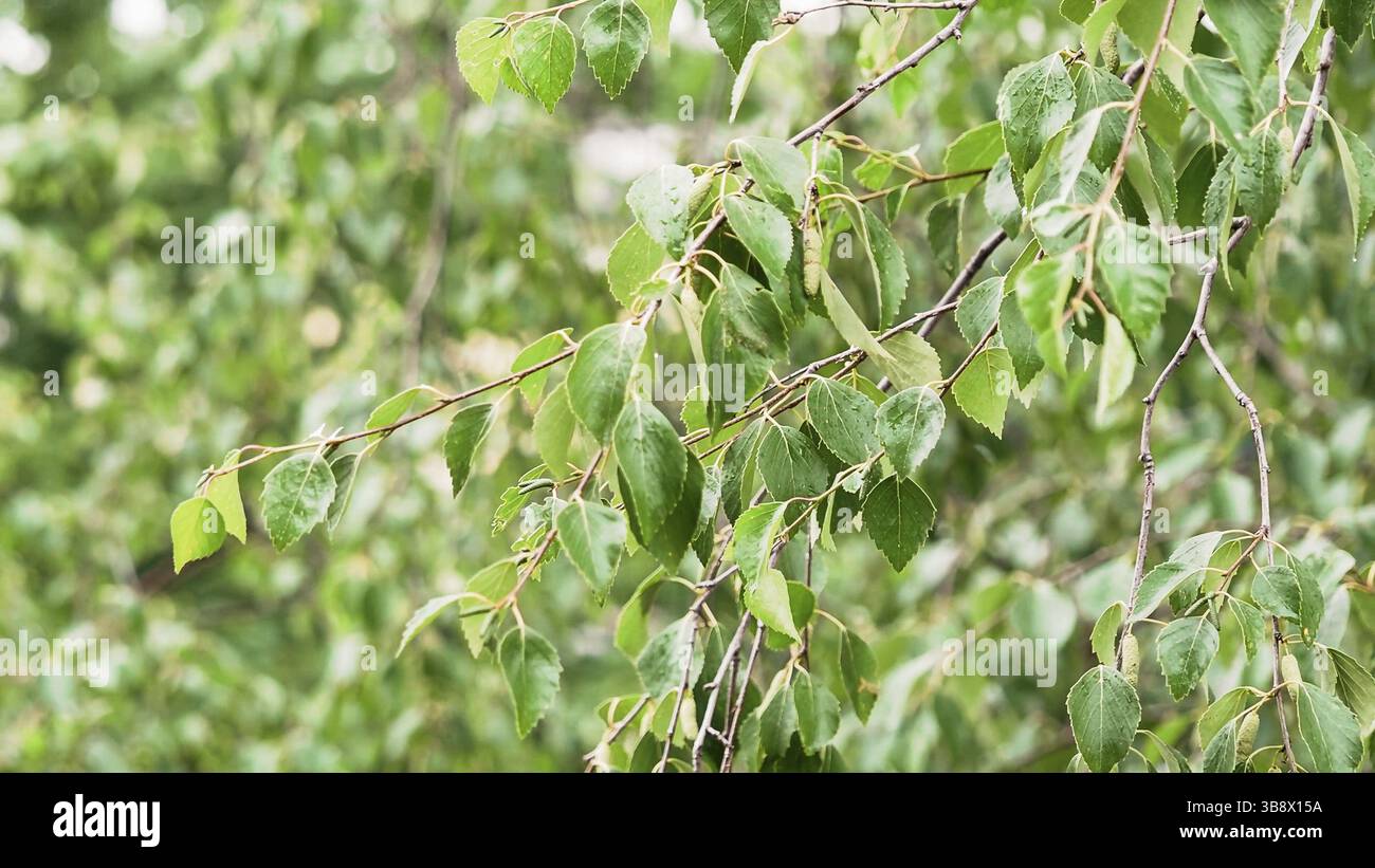 Bouleau avec gouttes de pluie sur les feuilles. Les feuilles de bouleau vert osciller dans le vent. Lumière du jour, nuage. Branche de bouleau après la pluie d'été. Climat, climat, conc. Écologique Banque D'Images