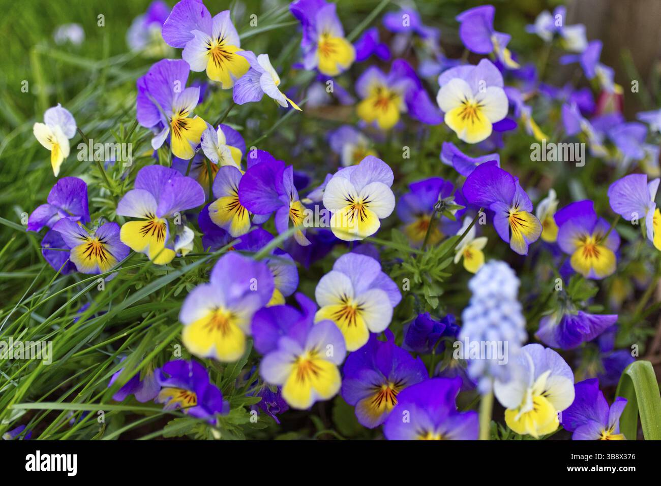 Violettes à cornes (Viola cornuta) en violet et jaune Banque D'Images