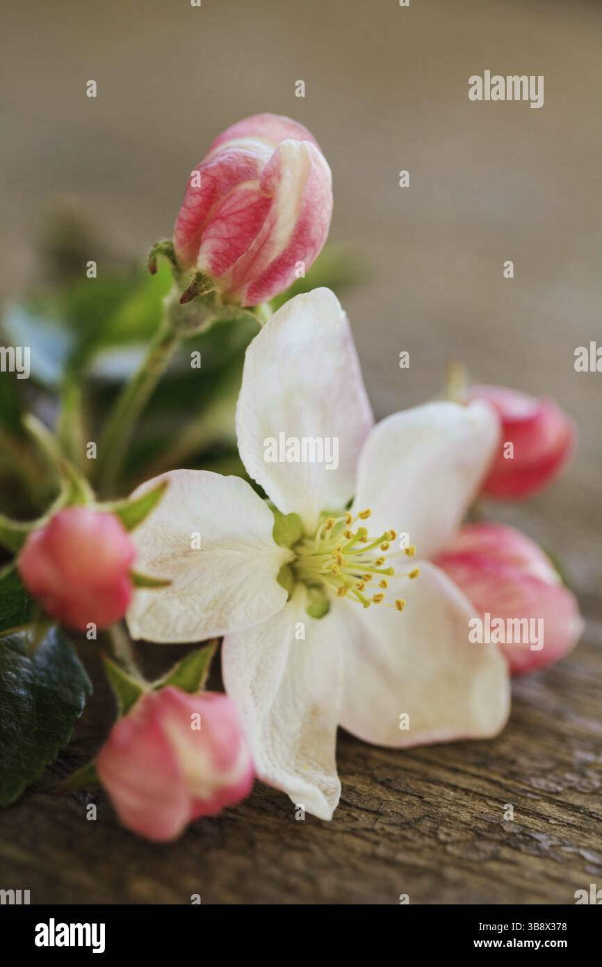 Pear blossom on wooden table Banque D'Images