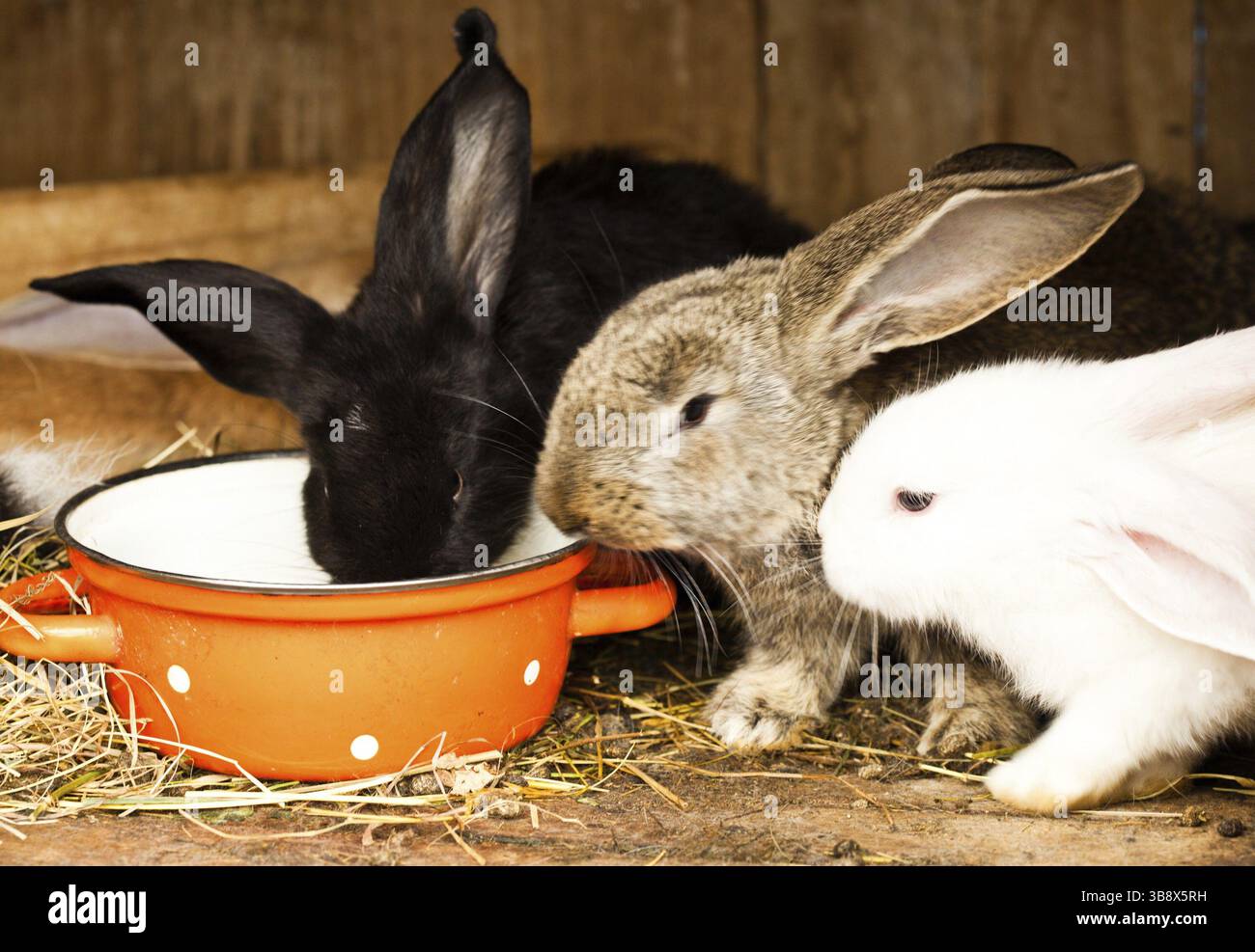 Trois lapins en gros plan hutch Banque D'Images