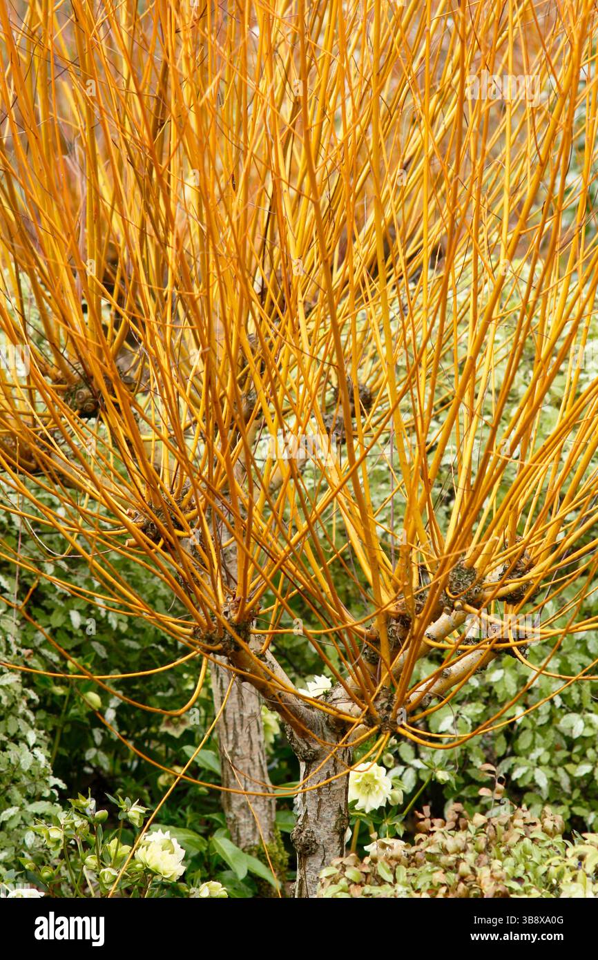 Salix alba Golden Ness, ou White Willow Golden Ness, montrant des preuves de taillage pour produire des tiges dorées caractéristiques. ROYAUME-UNI Banque D'Images