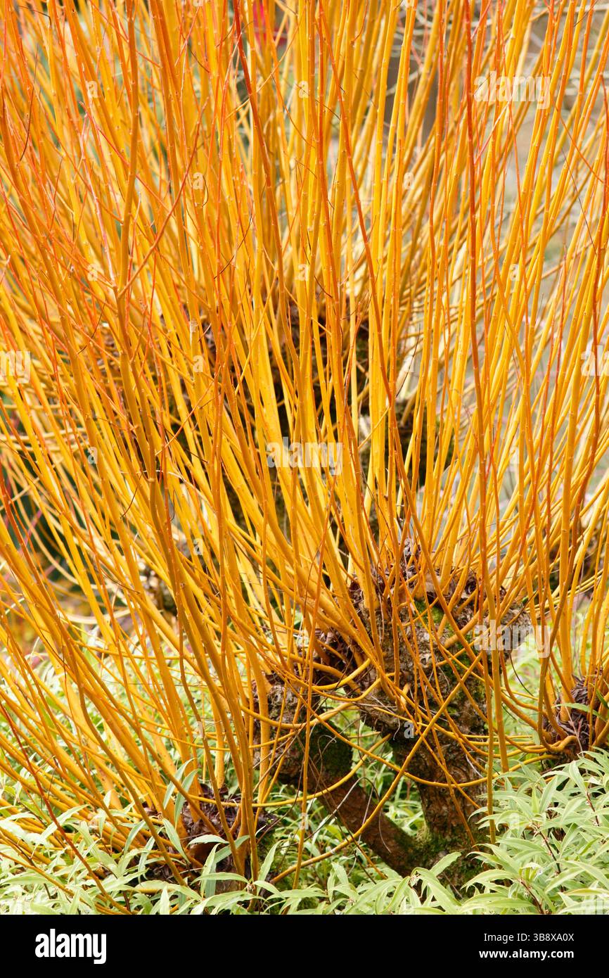 Salix alba Golden Ness, ou White Willow Golden Ness, montrant des preuves de taillage pour produire des tiges dorées caractéristiques. ROYAUME-UNI Banque D'Images