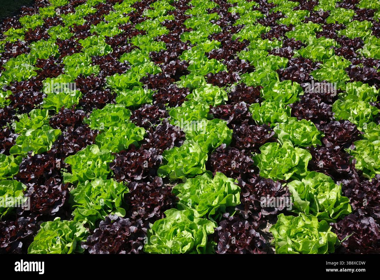 Rangées de laitue verte et rouge poussant dans le jardin Banque D'Images