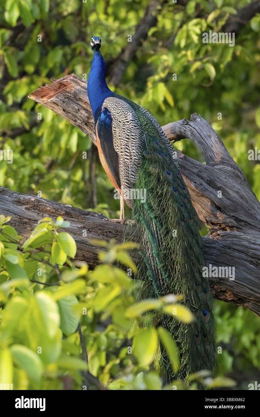 Perruque indienne (poisson-côte festonné), espèce d'oiseau de la famille des faisans (Phasianidae), sur un arbre, contact visuel, Parc national de Bandhavgarh, Tiger Res Banque D'Images