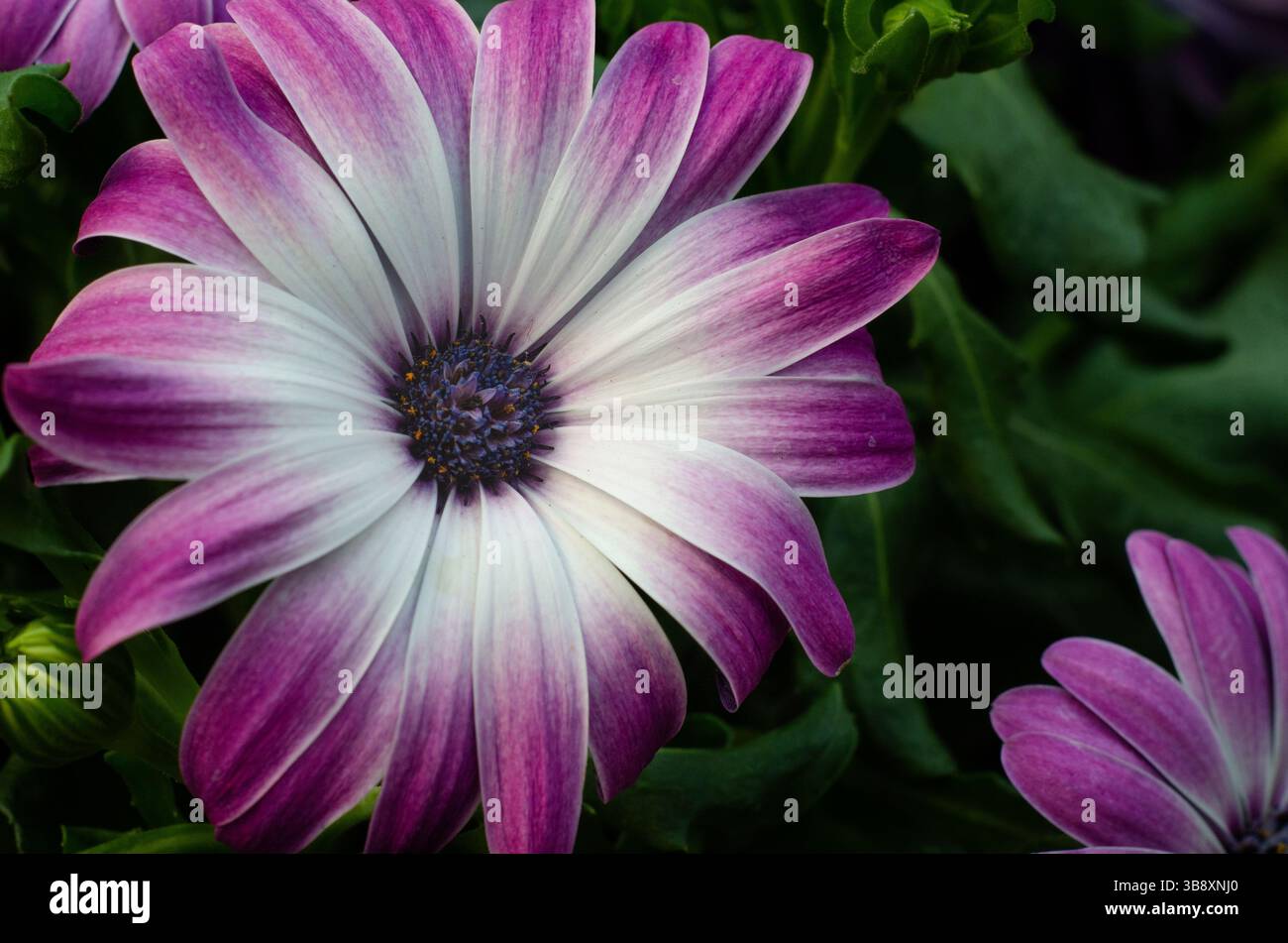 Gros plan de la fleur de Cape Daisy (Dimorphotheca ecklonis). Banque D'Images