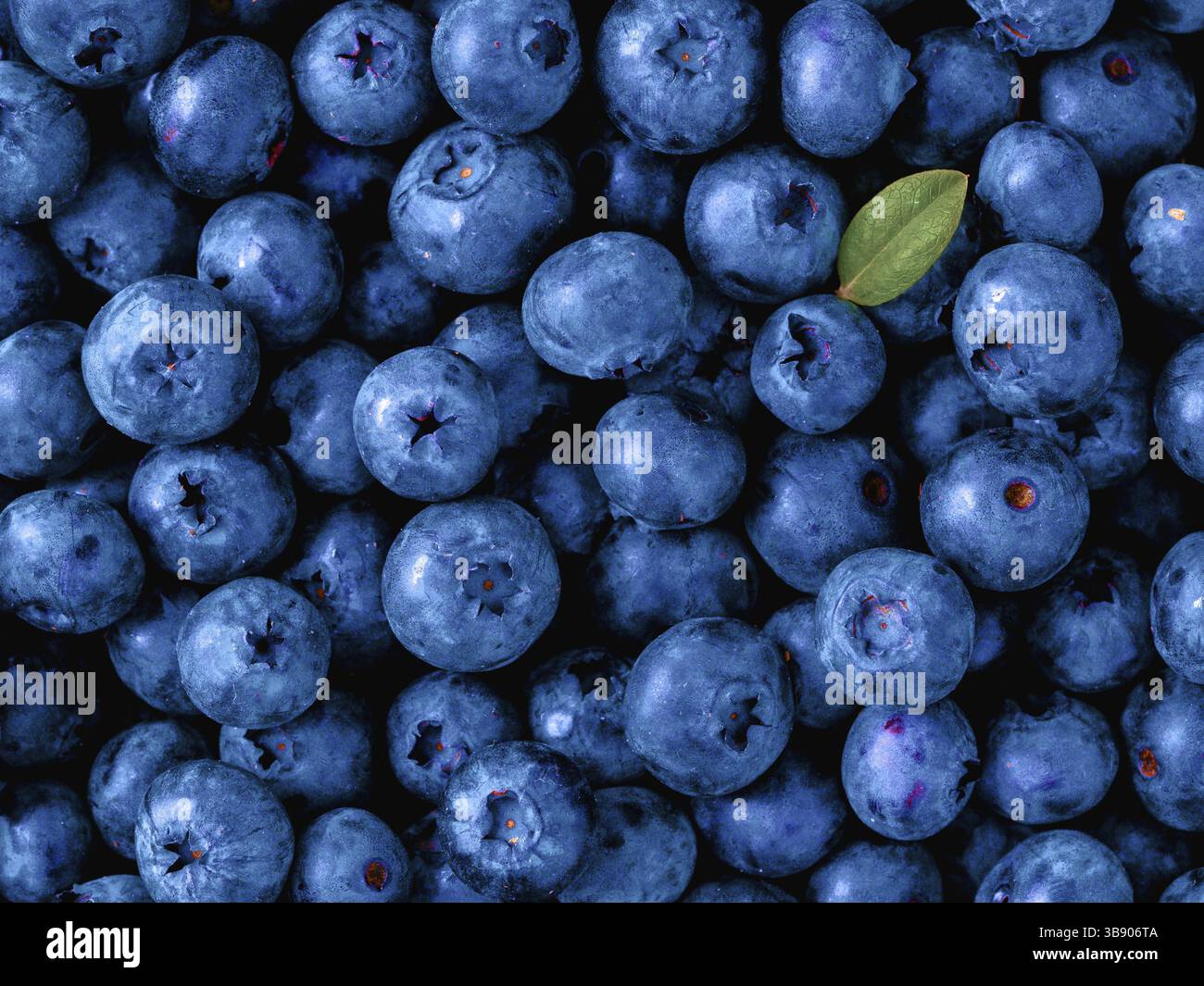 Magnifique fond de bleuets de couleur bleu classique de l'année 2020. Bleuets à feuilles vertes. Vue de dessus ou plan d'étapage. Copier l'espace pour le texte. Couleur Banque D'Images