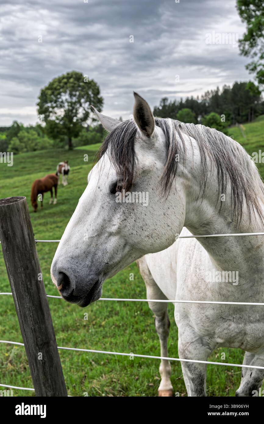 Cheval étalon de couleur grise ou grise debout dans un pâturage d'herbe verte derrière une clôture avec d'autres chevaux en arrière-plan en Alabama, États-Unis. Banque D'Images