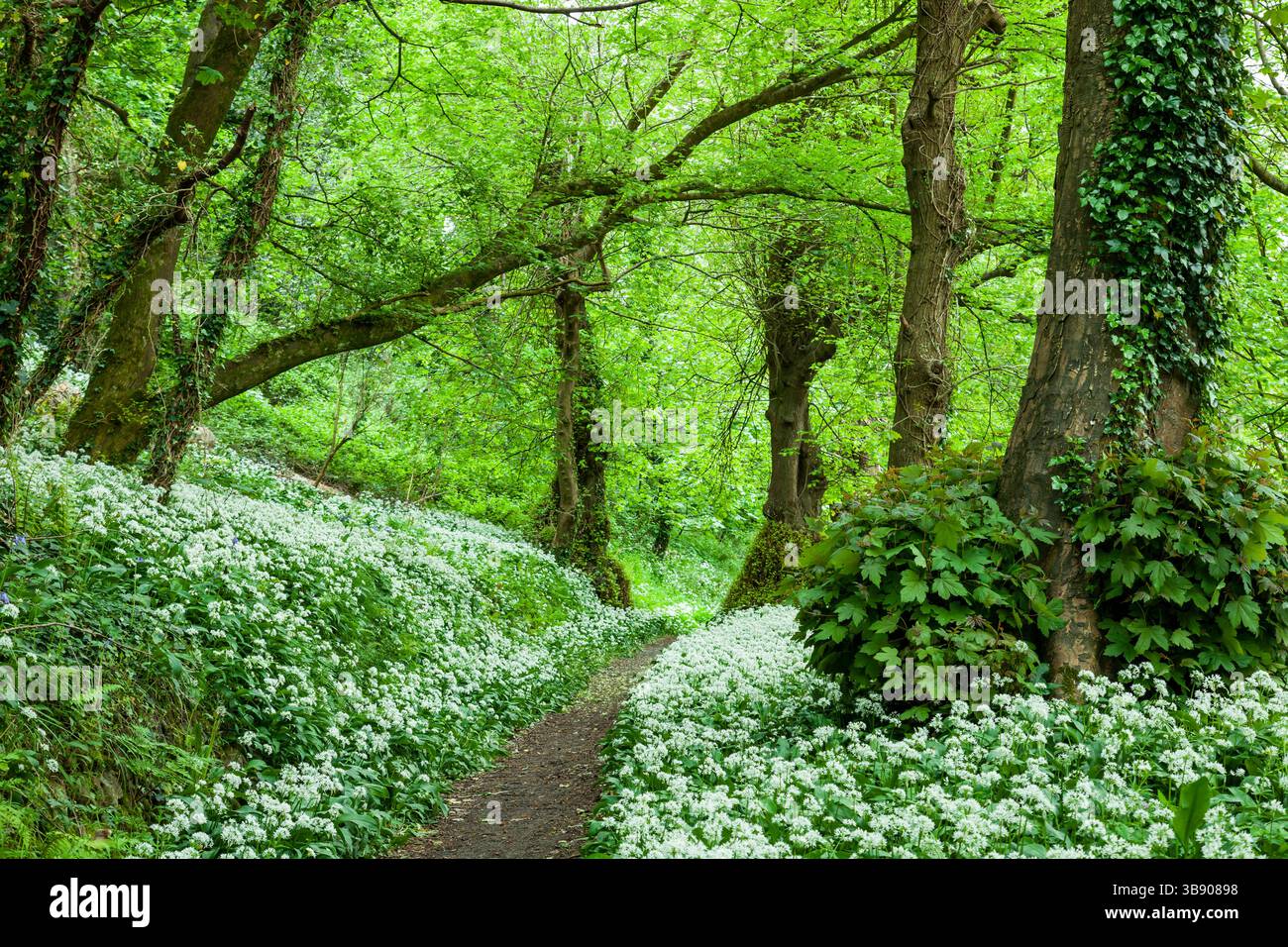 Fleurs d'ail sauvages dans un parc à Caernarfon, pays de Galles. Banque D'Images