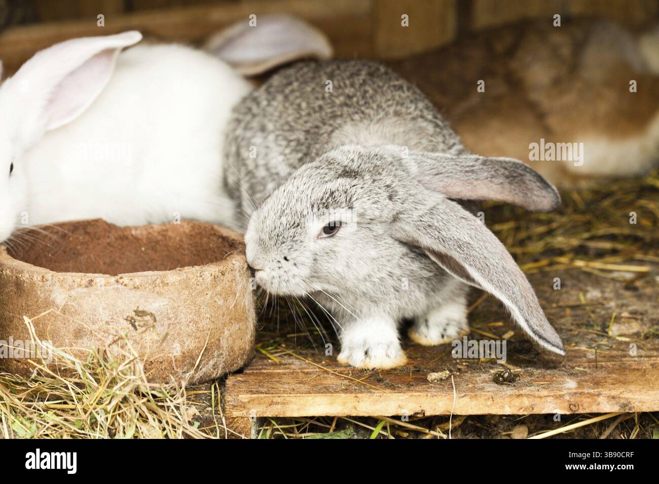 Trois lapins en gros plan hutch Banque D'Images