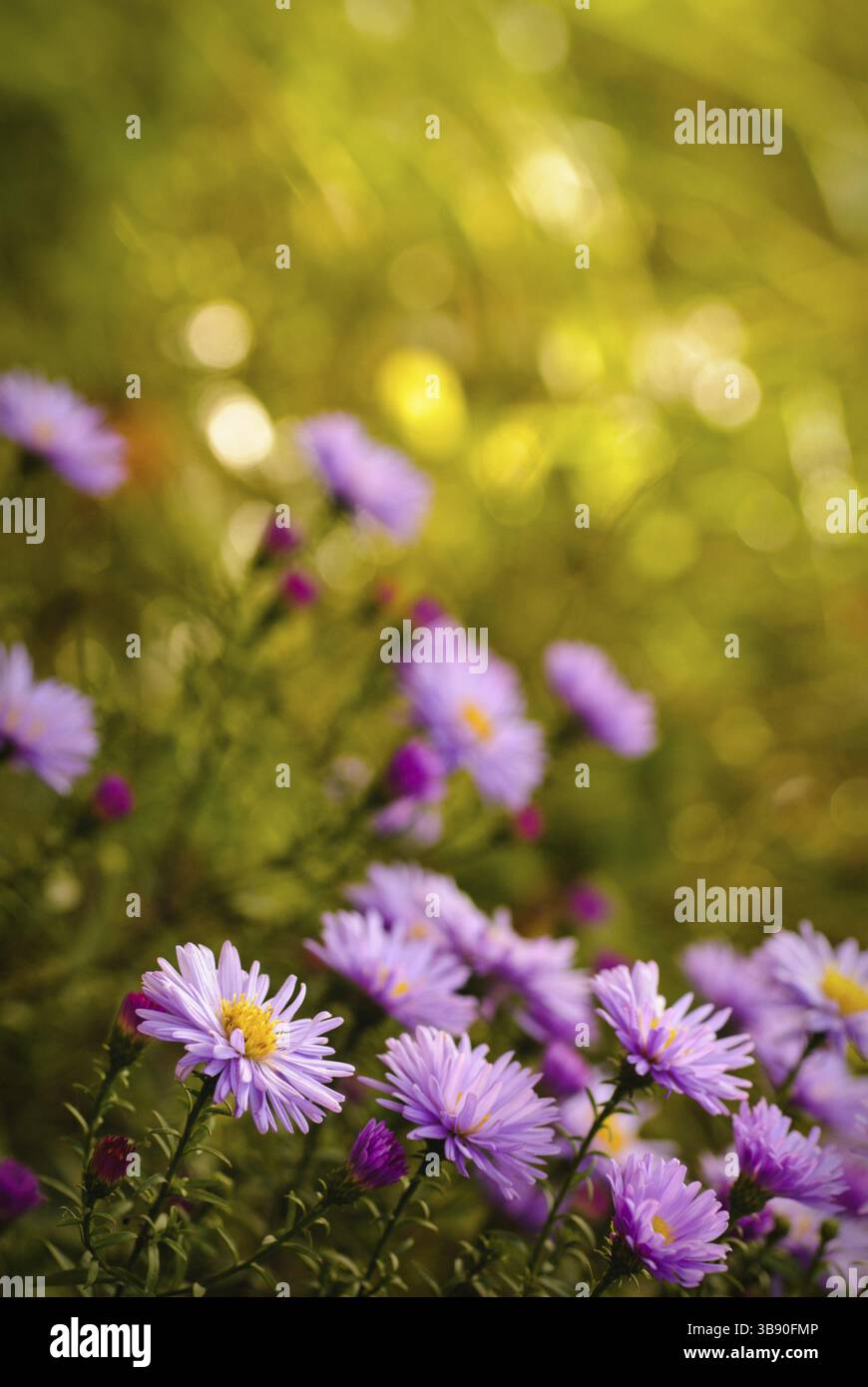 Fleurs daisy lilas plus de flou artistique en arrière-plan vert naturel en journée ensoleillée. Focus sélectif. Carte postale Banque D'Images