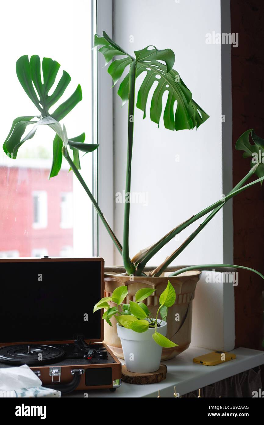 Plante haute et verte avec de grandes feuilles dans un pot, monstera sur un rebord de fenêtre sur le fond d'une fenêtre et un fabricant de plaques Banque D'Images