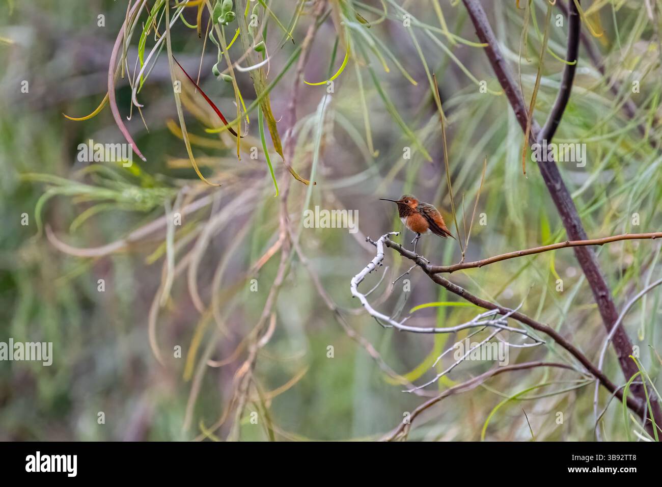 Colibri d'Allen (Selasphorus Sasin) perché sur une branche d'arbre près de Los Angeles, Californie, États-Unis. Banque D'Images