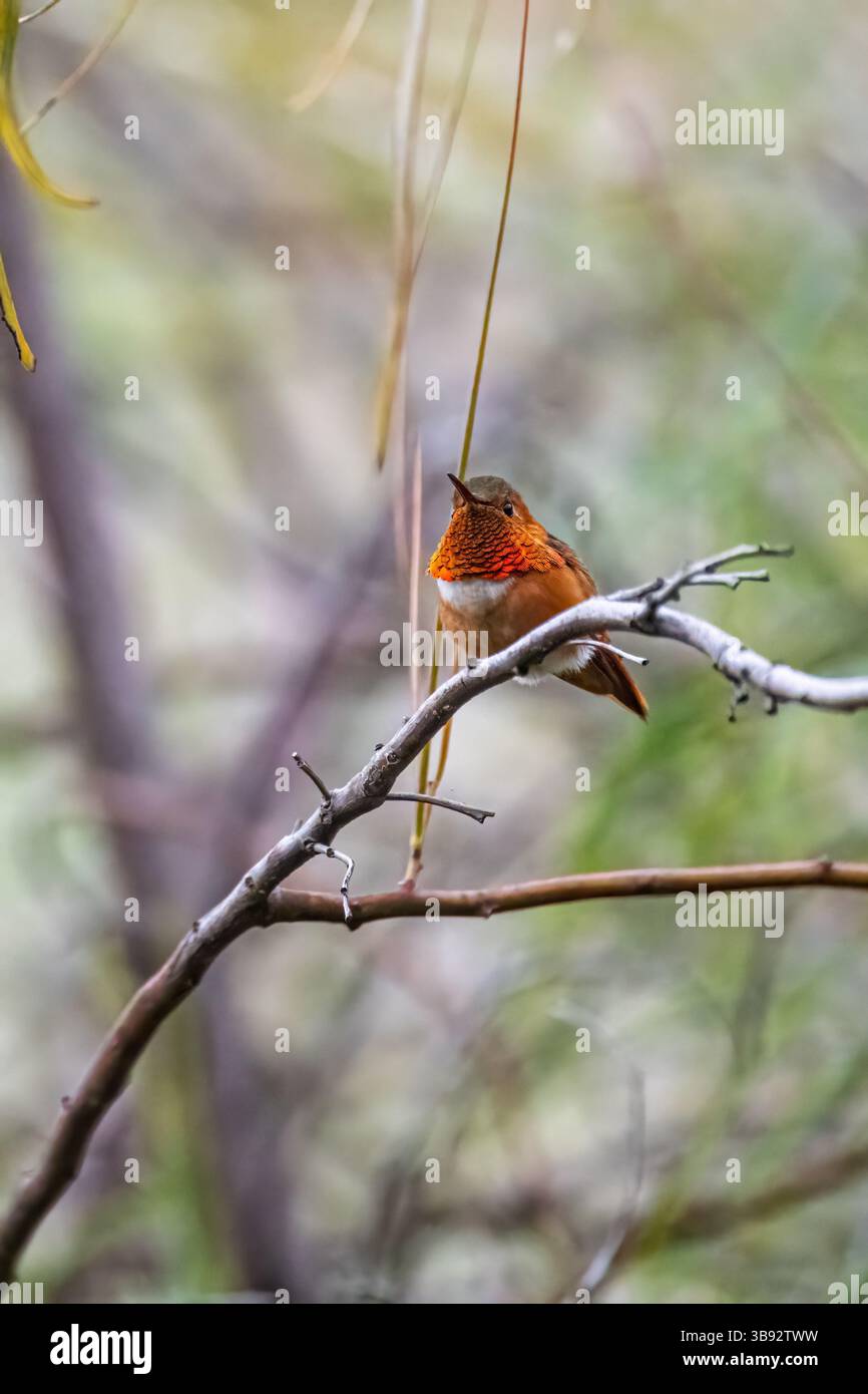 Un colibri d'Allen (Selasphorus Sasin) perché sur une branche près de Los Angeles, Californie, États-Unis. Banque D'Images