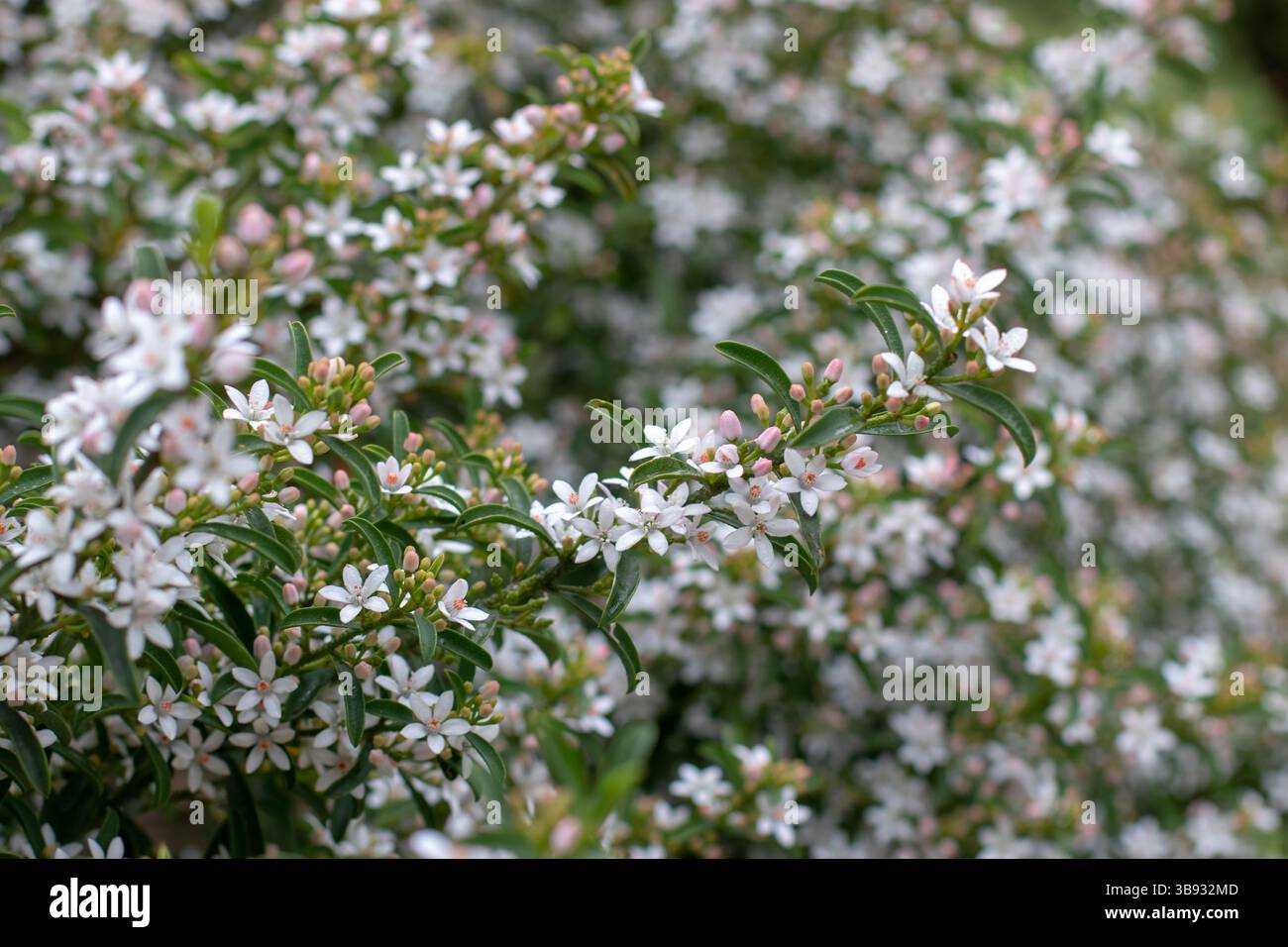 Arbuste ornemental Philotheca myoporoides en fleurs. Branches de plantes à fleurs recouvertes de petites fleurs blanches. Plante de fleur de cire à longues feuilles dans la famille Banque D'Images