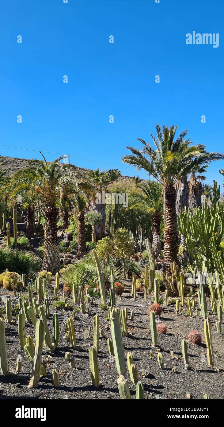 Les cactus prospèrent dans les paysages volcaniques arides des îles Canaries sous un ciel bleu vif, parfaitement adapté au climat chaud et sec Banque D'Images