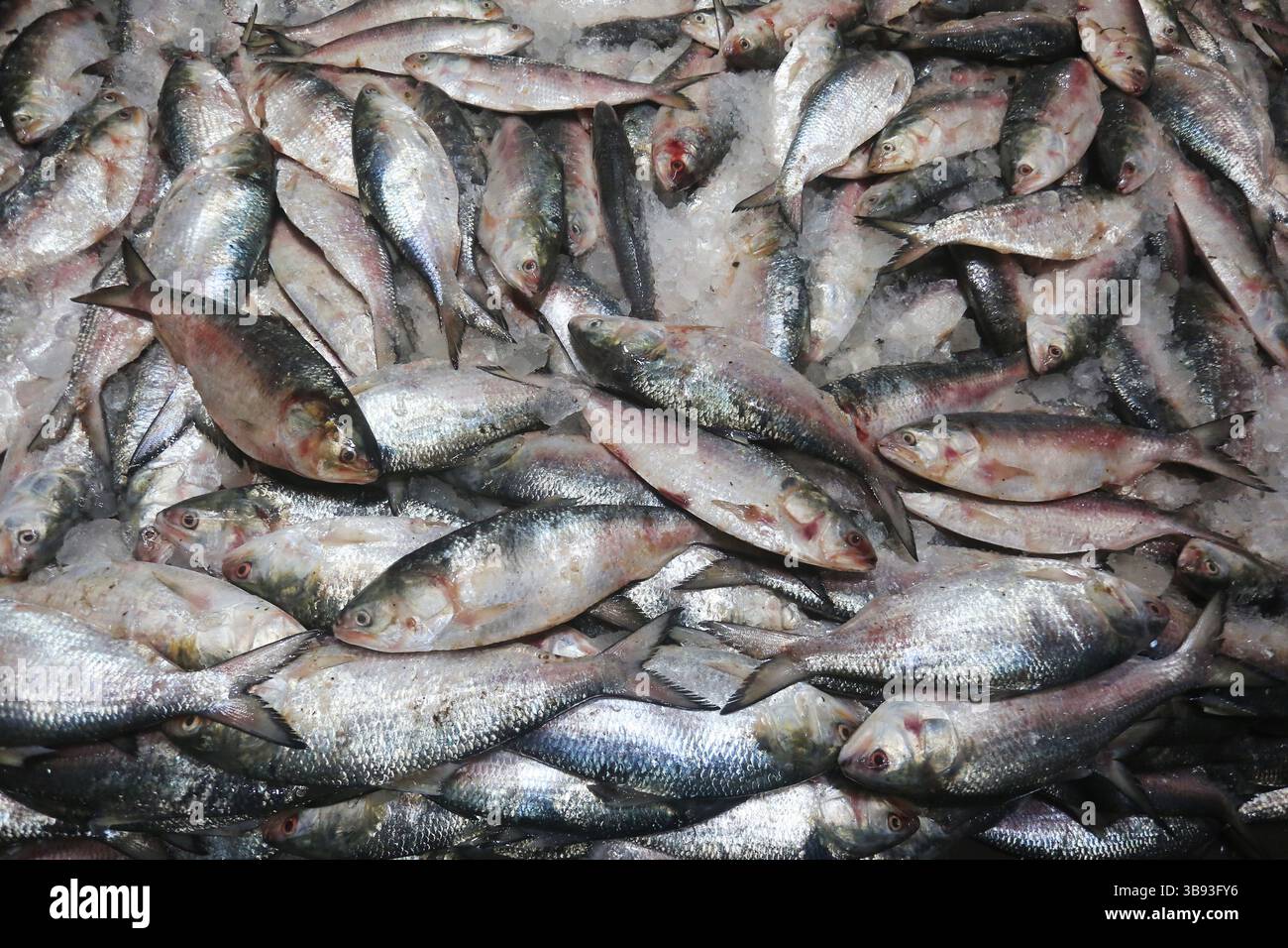22 août 2023, Chandpur, Chandpur, Bangladesh : poisson exposé au marché aux poissons de Chandpur, le plus grand marché de gros de poisson Hilsha au Bangladesh. Les Hilshas sont capturés dans la rivière Meghna. Connu localement sous le nom d'Ilish, le poisson a été désigné comme le poisson national du Bangladesh. Hilsa, toujours une délicatesse spéciale dans un ménage bengali est préparé de différentes manières. (Crédit image : © Habibur Rahman/ZUMA Press Wire) Banque D'Images