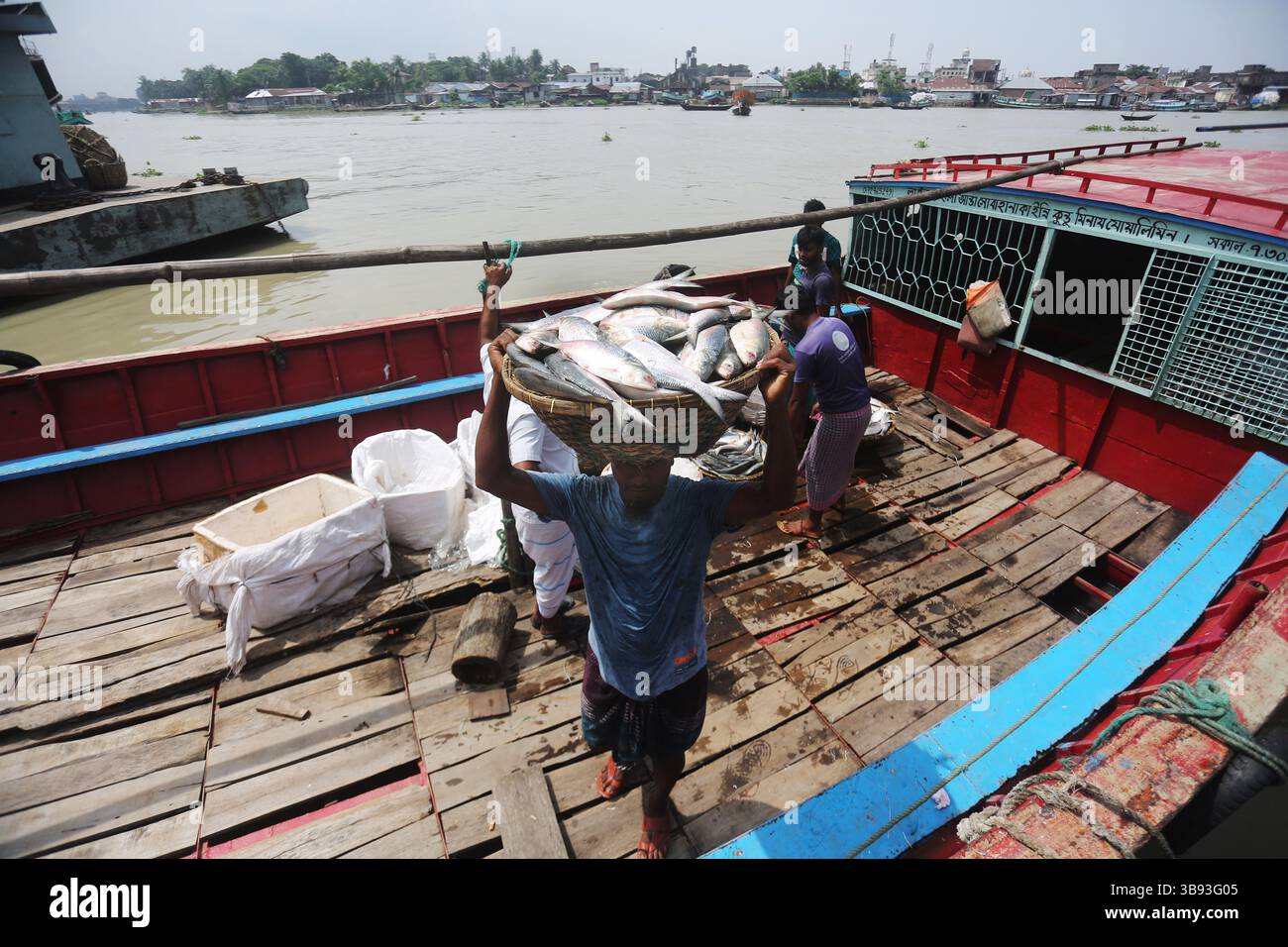 22 août 2023, Chandpur, Chandpur, Bangladesh : les travailleurs apportent du poisson au marché aux poissons de Chandpur, le plus grand marché de gros de poisson Hilsha au Bangladesh. Les Hilshas sont capturés dans la rivière Meghna. Connu localement sous le nom d'Ilish, le poisson a été désigné comme le poisson national du Bangladesh. Hilsa, toujours une délicatesse spéciale dans un ménage bengali est préparé de différentes manières. (Crédit image : © Habibur Rahman/ZUMA Press Wire) Banque D'Images