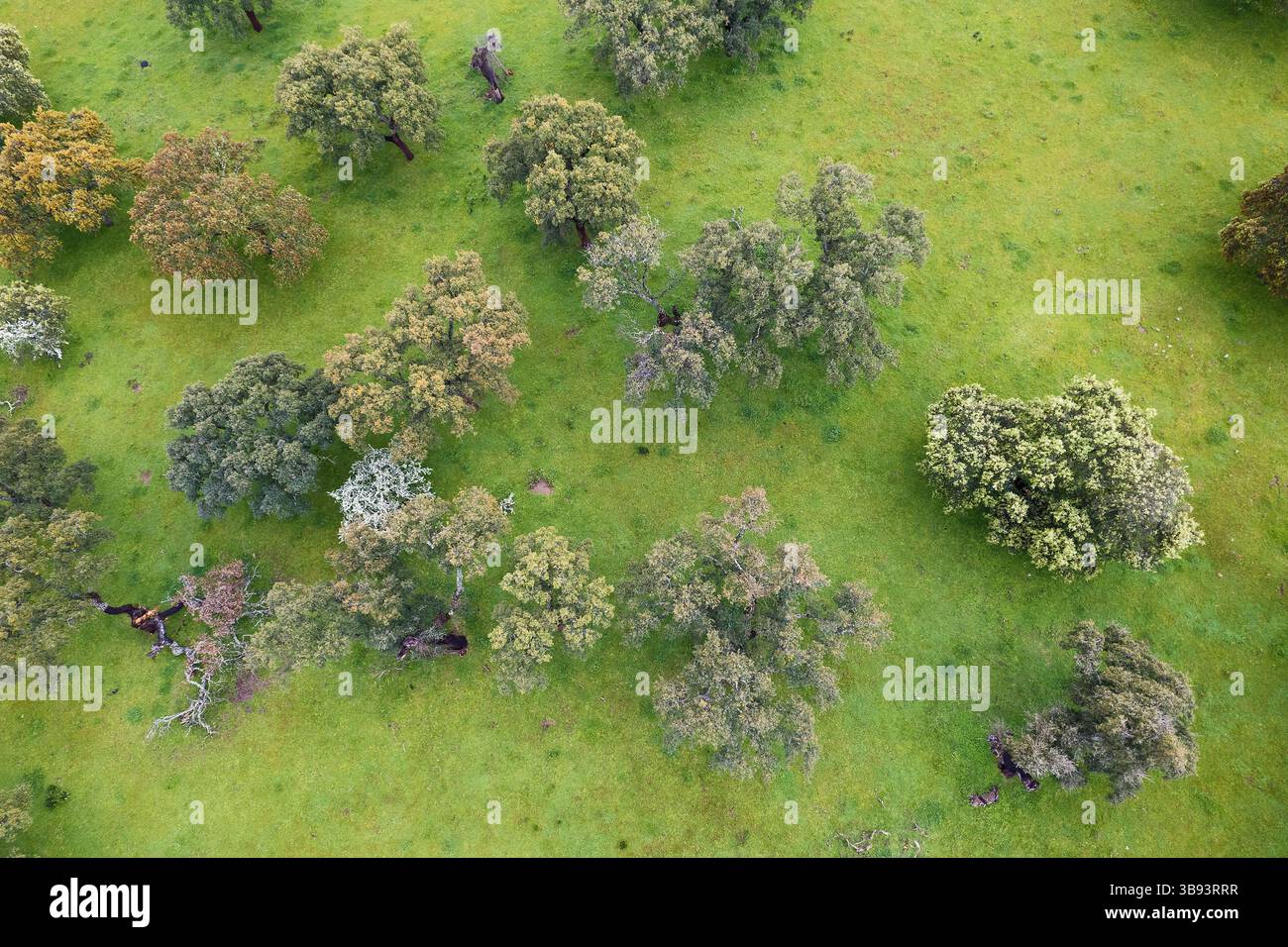 Dehesa in Oliva de Plasencia, Caceres, Estrémadure, Espagne Banque D'Images
