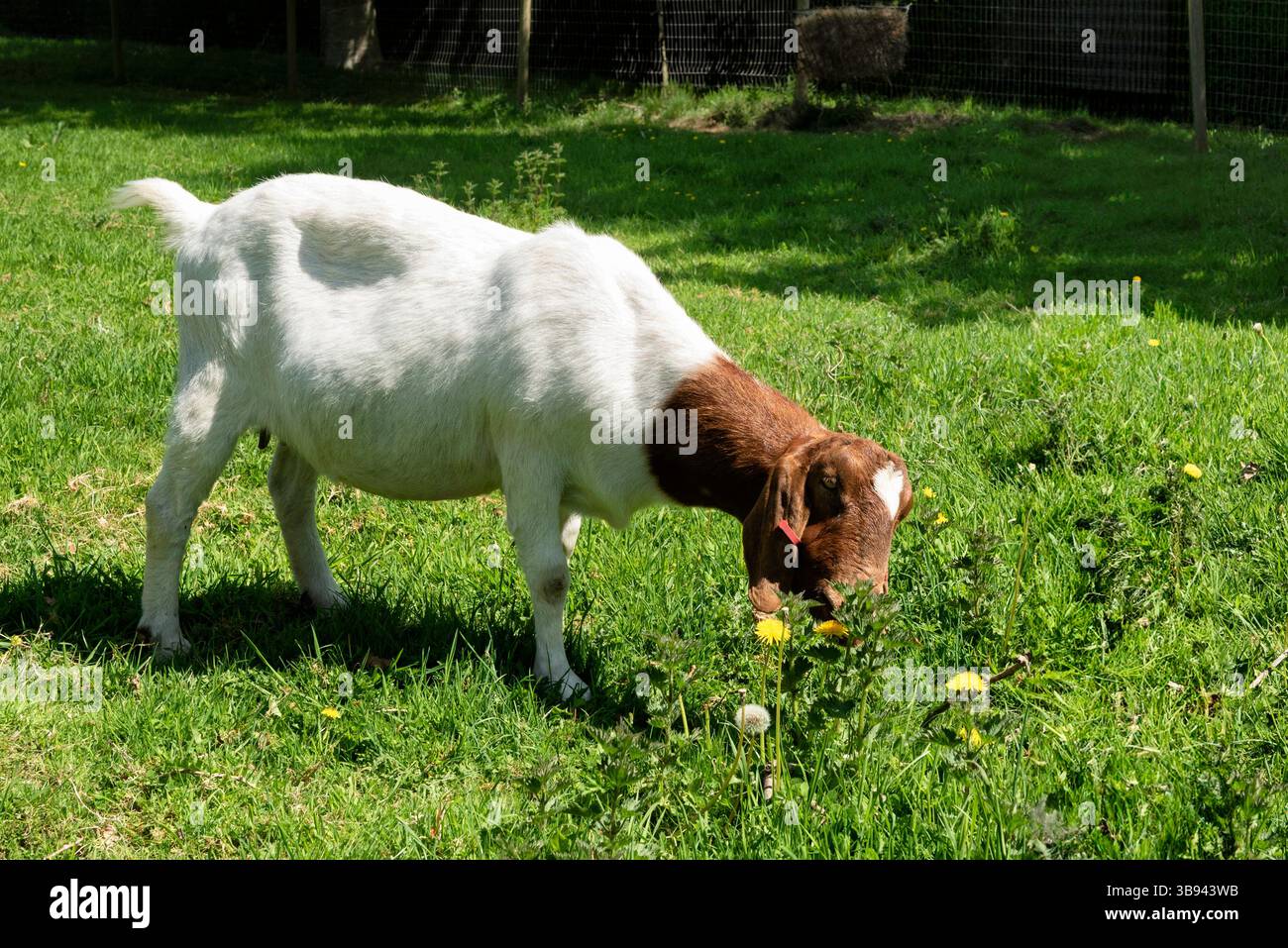 Chèvre Boer ou chèvre Boerbok mangeant des pissenlits Banque D'Images