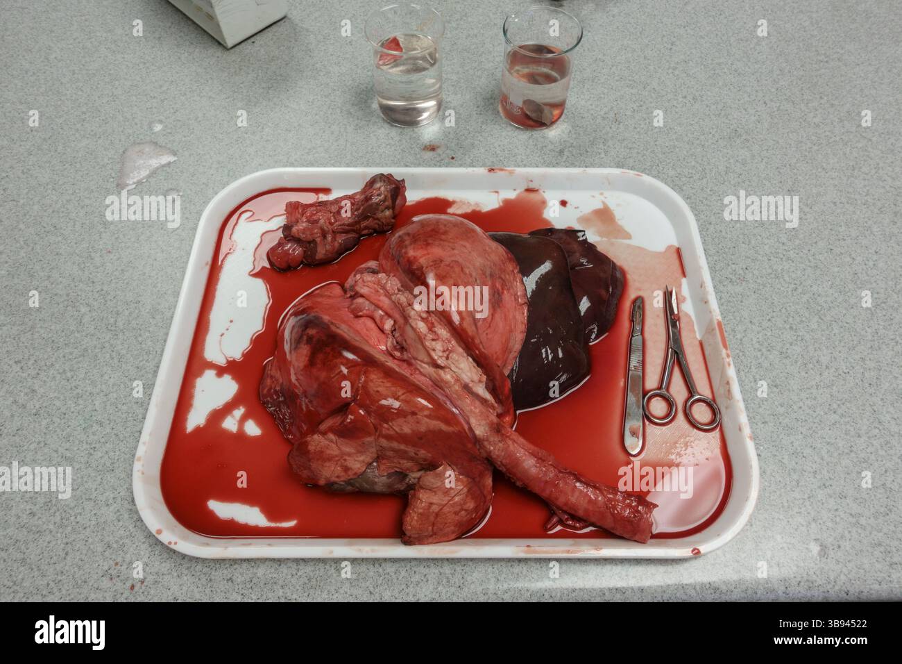 Une pince d'agneau utilisée dans une leçon de science dans une école secondaire britannique, Hounslow, West London, Royaume-Uni. Banque D'Images