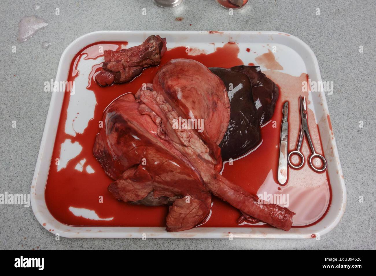 Une pince d'agneau utilisée dans une leçon de science dans une école secondaire britannique, Hounslow, West London, Royaume-Uni. Banque D'Images