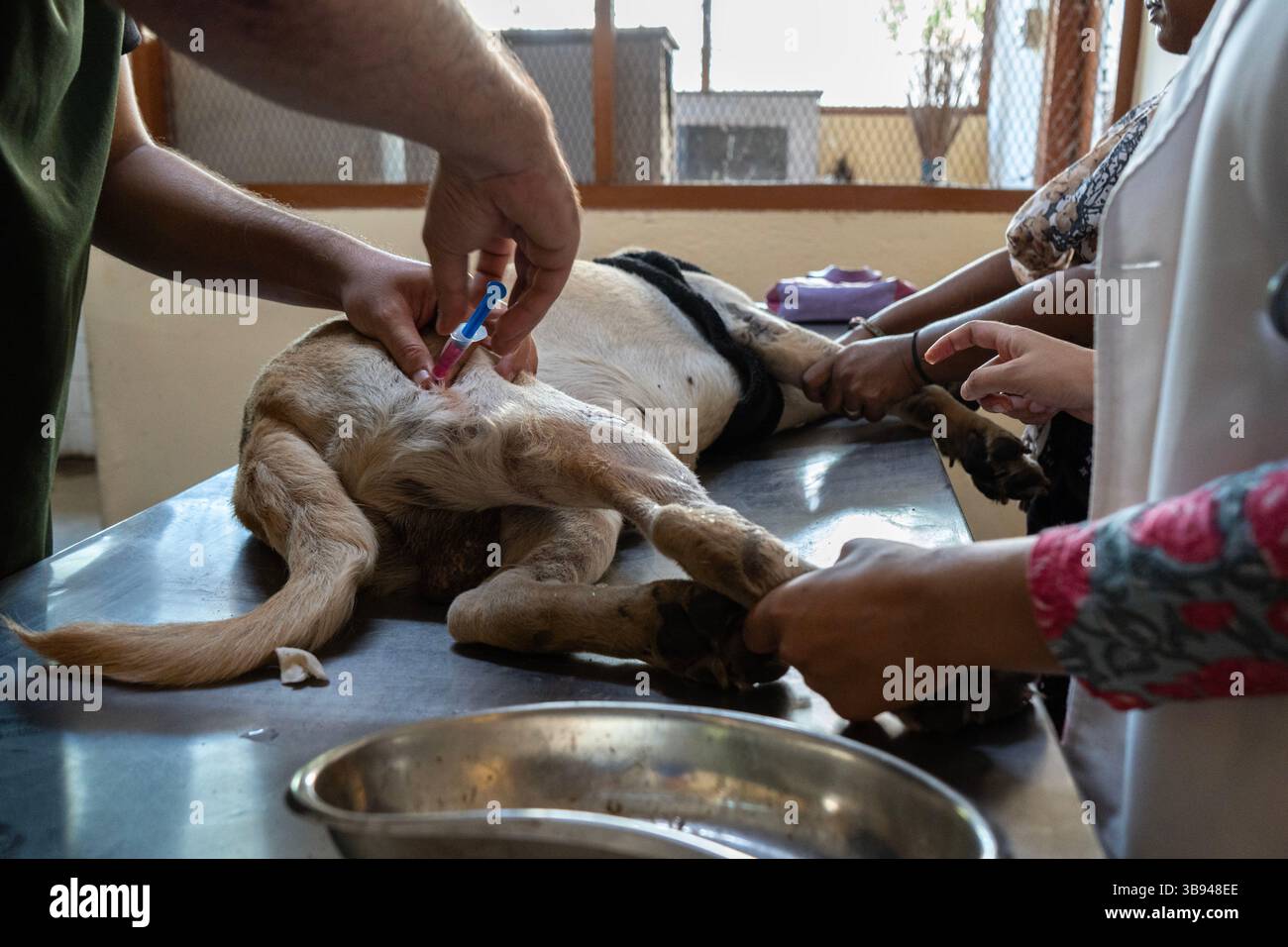 28 septembre 2023 : un médecin a administré un vaccin antirabique (ARV) à un gouvernement. Hôpital vétérinaire, lors d’une campagne gratuite de vaccination antirabique, à l’occasion de la Journée mondiale de la rage, organisée par l’Association des médecins vétérinaires et la Fondation Pet Love le 28 septembre 2023 à Guwahati, Assam, Inde. La rage est un virus dangereux qui provoque une inflammation du cerveau. Les animaux peuvent propager la rage aux humains par des morsures et des rayures. (Crédit image : © David Talukdar/ZUMA Press Wire) Banque D'Images
