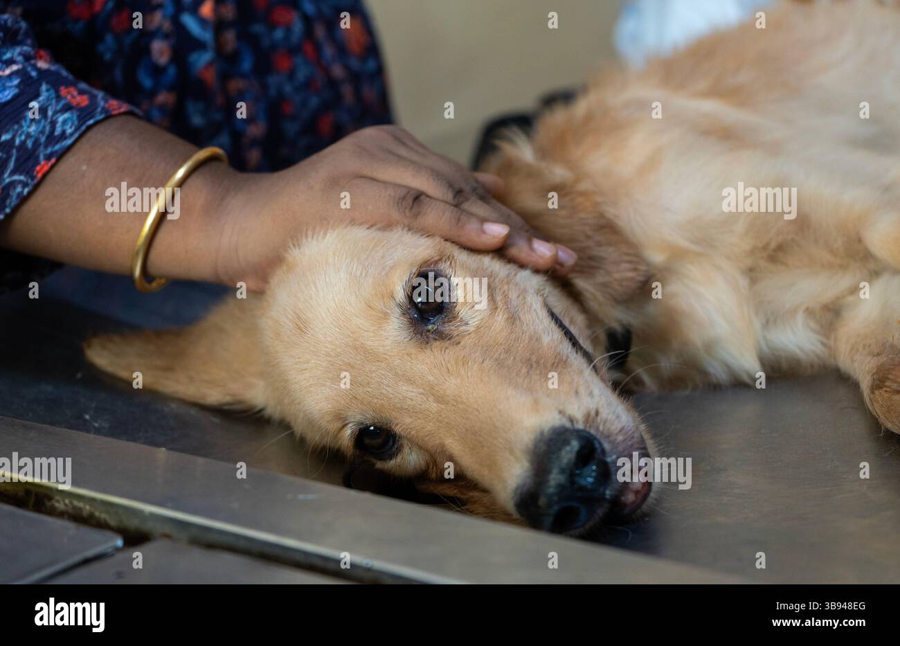 28 septembre 2023 : une personne avec son chien arrive pour administrer le vaccin antirabique (ARV) dans un gouvernement. Hôpital vétérinaire, lors d’une campagne gratuite de vaccination antirabique, à l’occasion de la Journée mondiale de la rage, organisée par l’Association des médecins vétérinaires et la Fondation Pet Love le 28 septembre 2023 à Guwahati, Assam, Inde. La rage est un virus dangereux qui provoque une inflammation du cerveau. Les animaux peuvent propager la rage aux humains par des morsures et des rayures. (Crédit image : © David Talukdar/ZUMA Press Wire) Banque D'Images