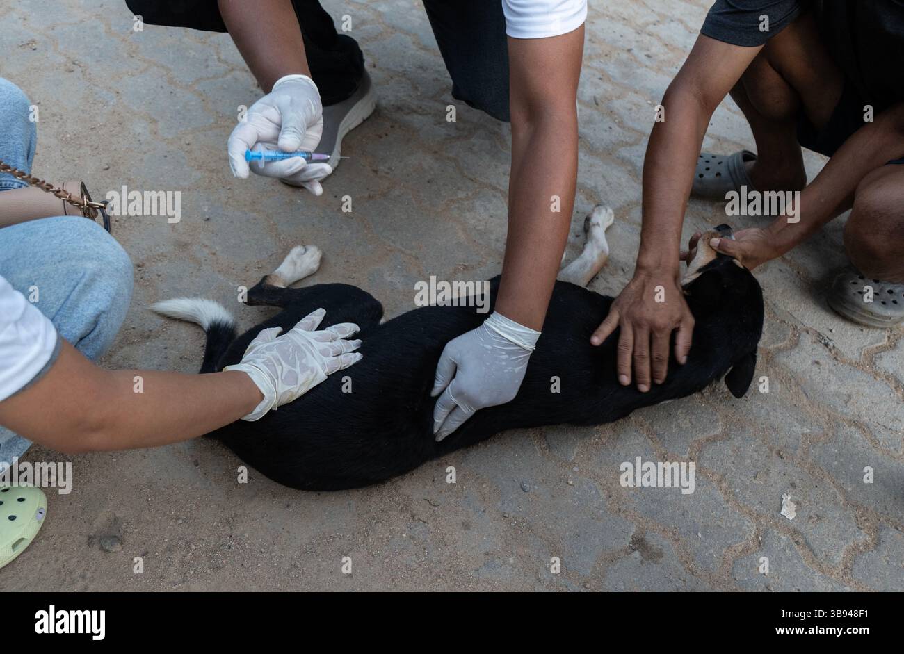 28 septembre 2023 : des bénévoles de Pet Love Foundation administrent le vaccin antirabique (ARV) aux chiens des rues lors d’une campagne spéciale à l’occasion de la Journée mondiale de la rage, le 28 septembre 2023 à .Guwahati, Assam, Inde. La rage est un virus dangereux qui provoque une inflammation du cerveau. Les animaux peuvent propager la rage aux humains par des morsures et des rayures. (Crédit image : © David Talukdar/ZUMA Press Wire) Banque D'Images