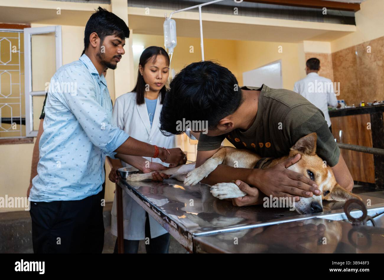 28 septembre 2023 : un médecin a administré un vaccin antirabique (ARV) à un gouvernement. Hôpital vétérinaire, lors d’une campagne gratuite de vaccination antirabique, à l’occasion de la Journée mondiale de la rage, organisée par l’Association des médecins vétérinaires et la Fondation Pet Love le 28 septembre 2023 à Guwahati, Assam, Inde. La rage est un virus dangereux qui provoque une inflammation du cerveau. Les animaux peuvent propager la rage aux humains par des morsures et des rayures. (Crédit image : © David Talukdar/ZUMA Press Wire) Banque D'Images