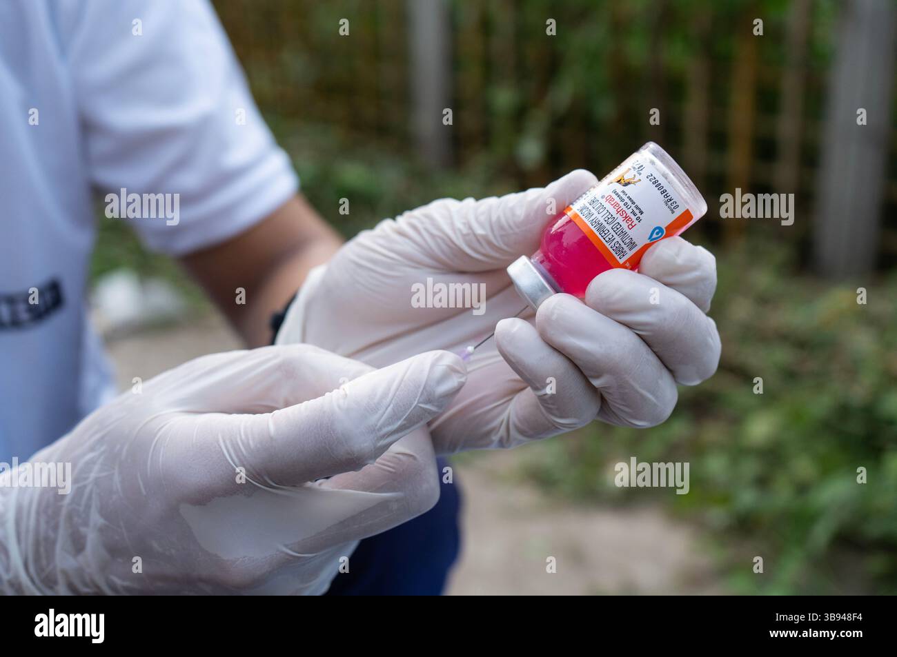 28 septembre 2023 : des bénévoles de Pet Love Foundation préparent une dose de vaccin antirabique (ARV) pour administrer des chiens de rue lors d’une campagne spéciale à l’occasion de la Journée mondiale de la rage, le 28 septembre 2023 à Guwahati, Assam, Inde. La rage est un virus dangereux qui provoque une inflammation du cerveau. Les animaux peuvent propager la rage aux humains par des morsures et des rayures. (Crédit image : © David Talukdar/ZUMA Press Wire) Banque D'Images