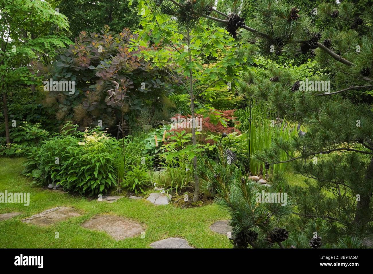 Chemin de dalles à travers le jardin de l'arrière-cour avec Pinus parviflora glauca - PIN blanc japonais, Quercus - chêne, Acer palmatum inabe-shidare - Rouge japonais M Banque D'Images