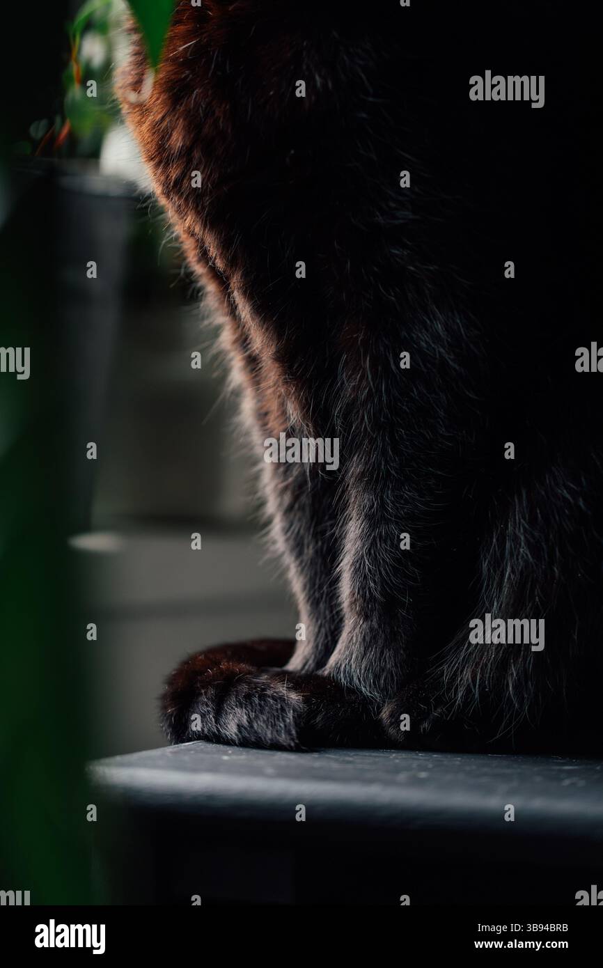 chat noir avec la queue enroulée autour des pattes avant Banque D'Images