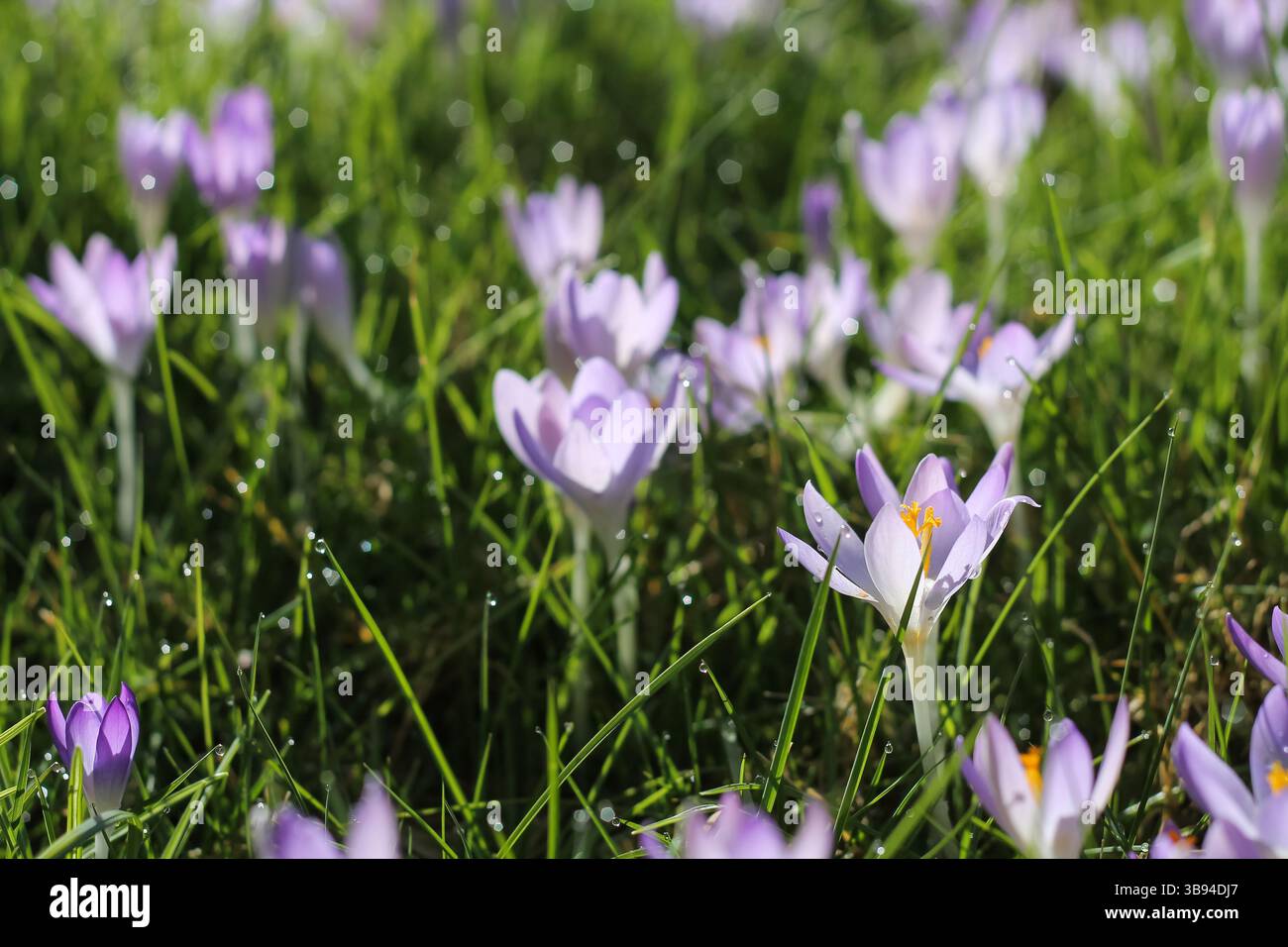 Crocus précoces dans l'herbe à pointe de rosée Banque D'Images